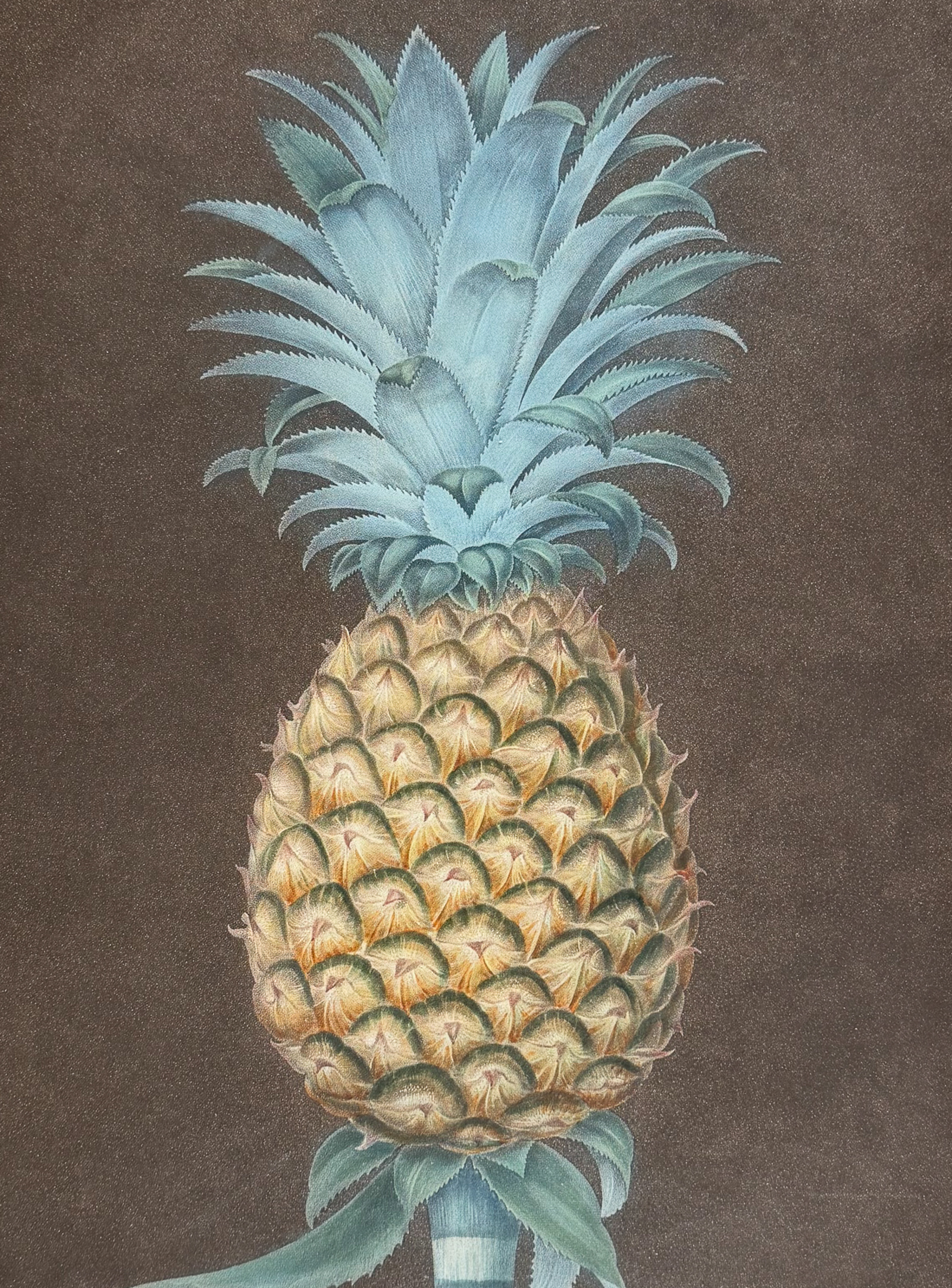 Brookshaw, Folio - Pineapple [Black Jamaica Pine]