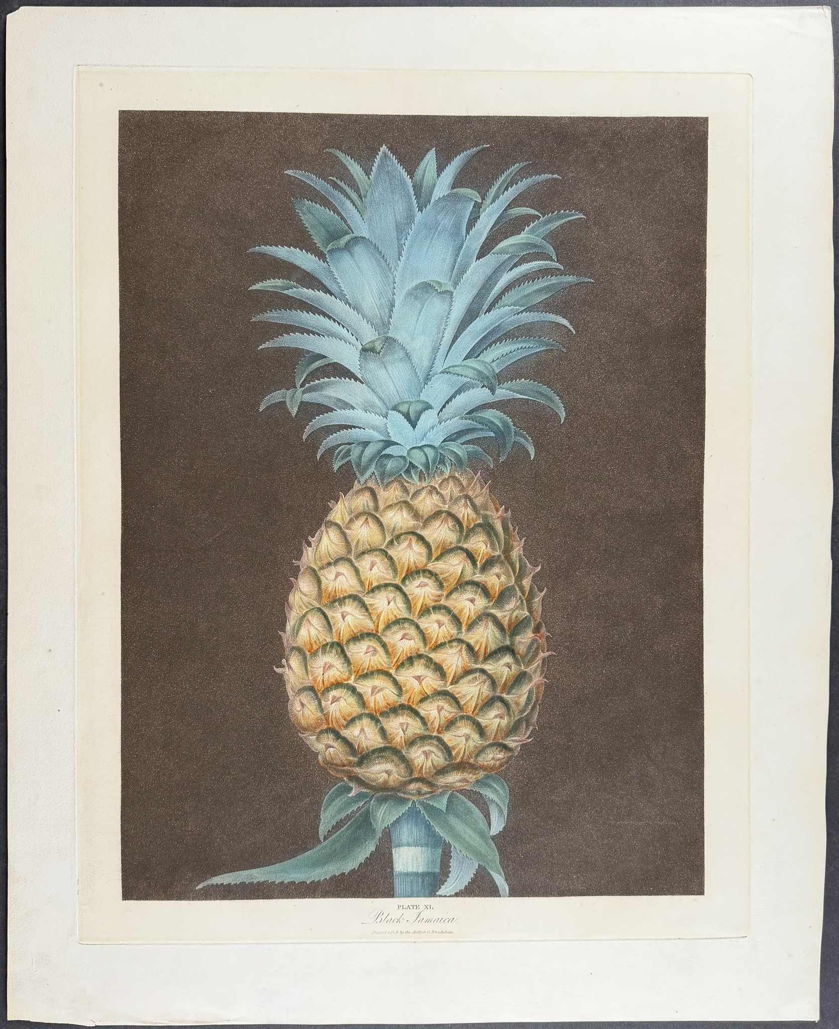 Brookshaw, Folio - Pineapple [Black Jamaica Pine]