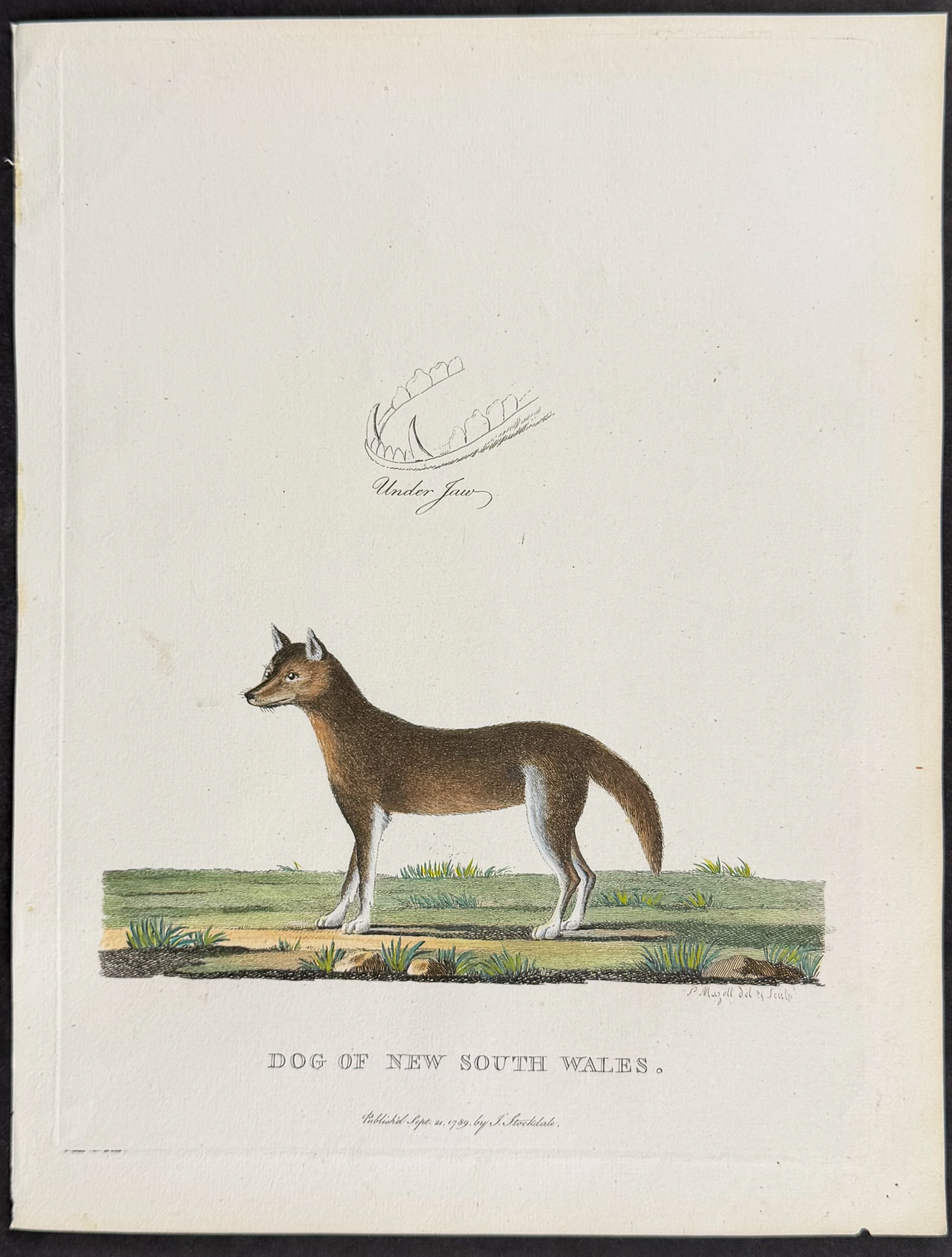 Philip, Australia - Dingo [Dog of New South Wales]