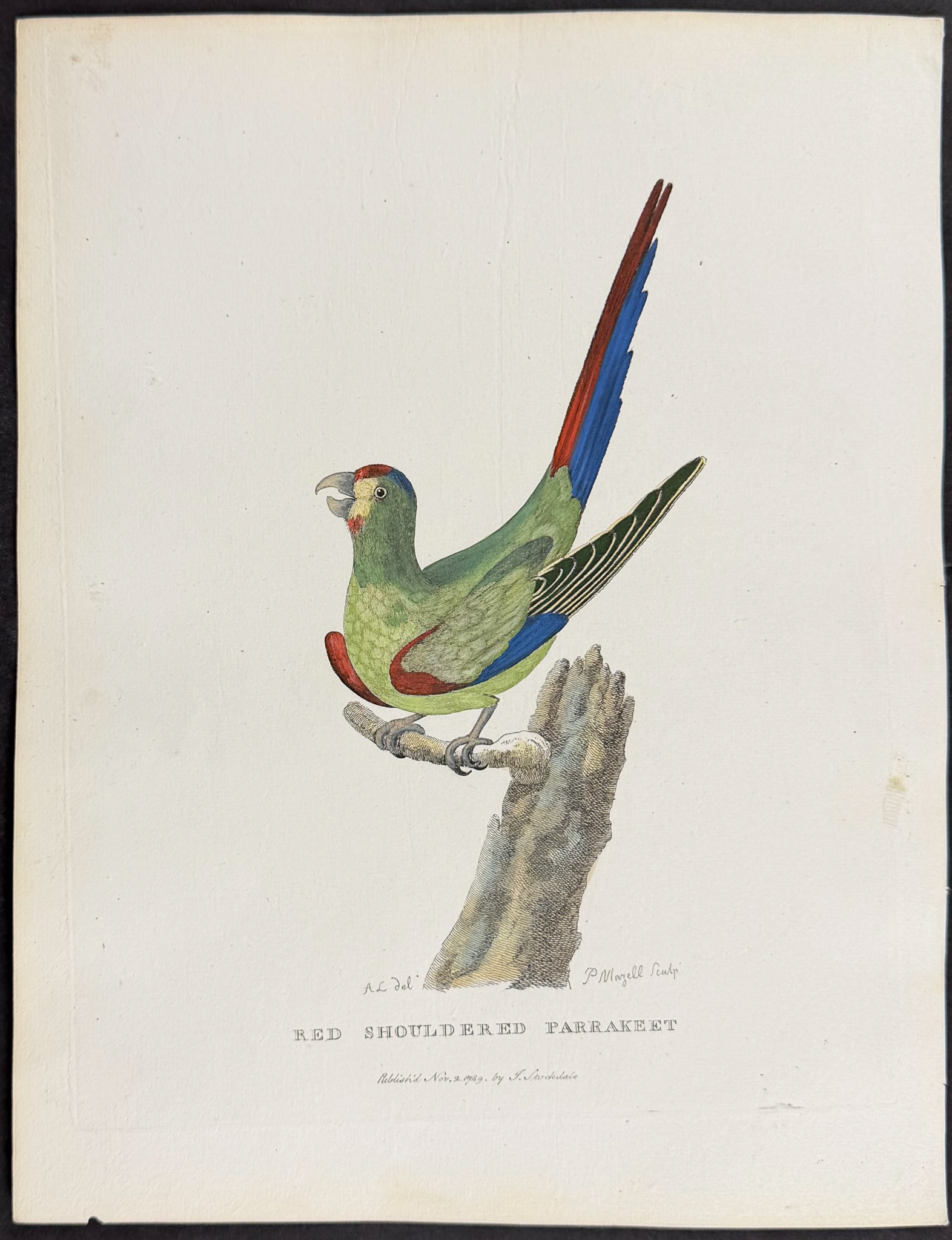 Philip, Australia - Red Shouldered Parrakeet