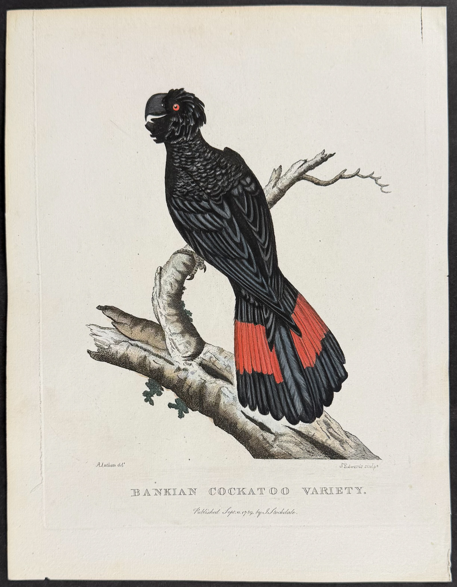 Philip, Australia - Bankian Cockatoo [Banksian or Red-tailed Black Cockatoo]