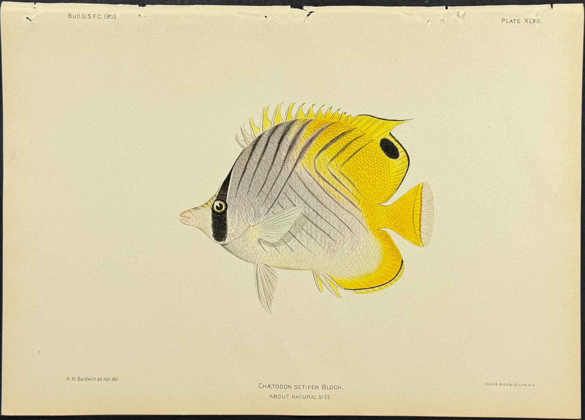 Bien, Hawaii - Threadfin Butterflyfish [Chaetodon Setifer]