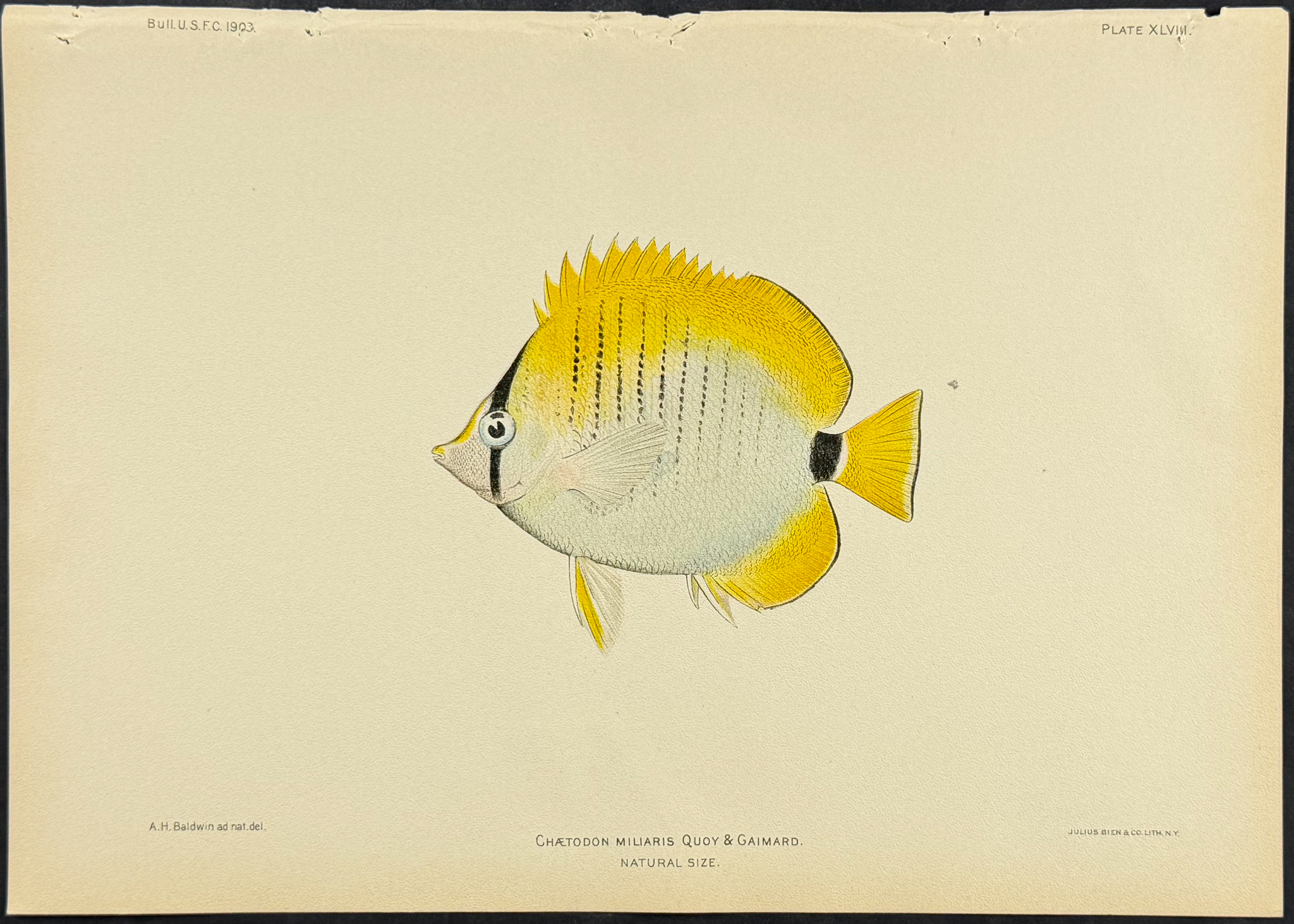 Bien, Hawaii - Millet Butterflyfish [Chaetodon Miliaris]