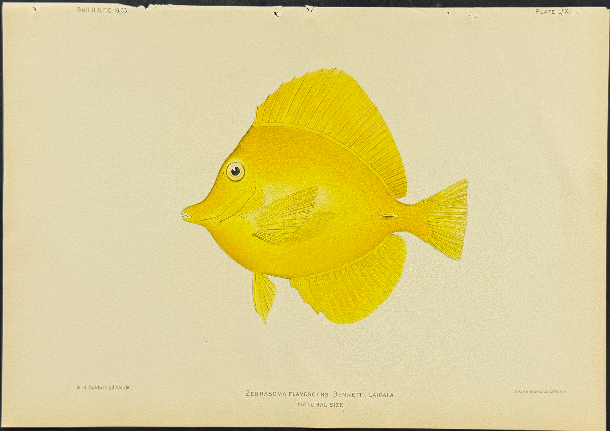 Bien, Hawaii - Yellow Tang [Zebrasoma Flavescens]