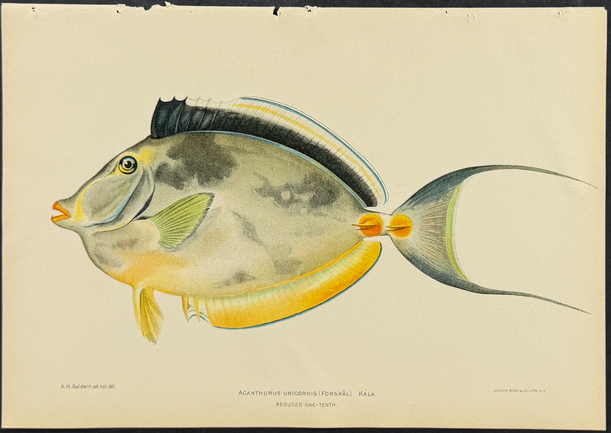 Bien, Hawaii - Kala or Bluespine Unicornfish [Acanthurus Unicornis]