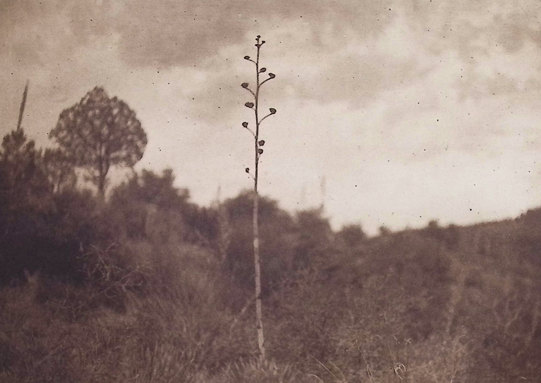 Edward Curtis - Mescal Hills - Apache