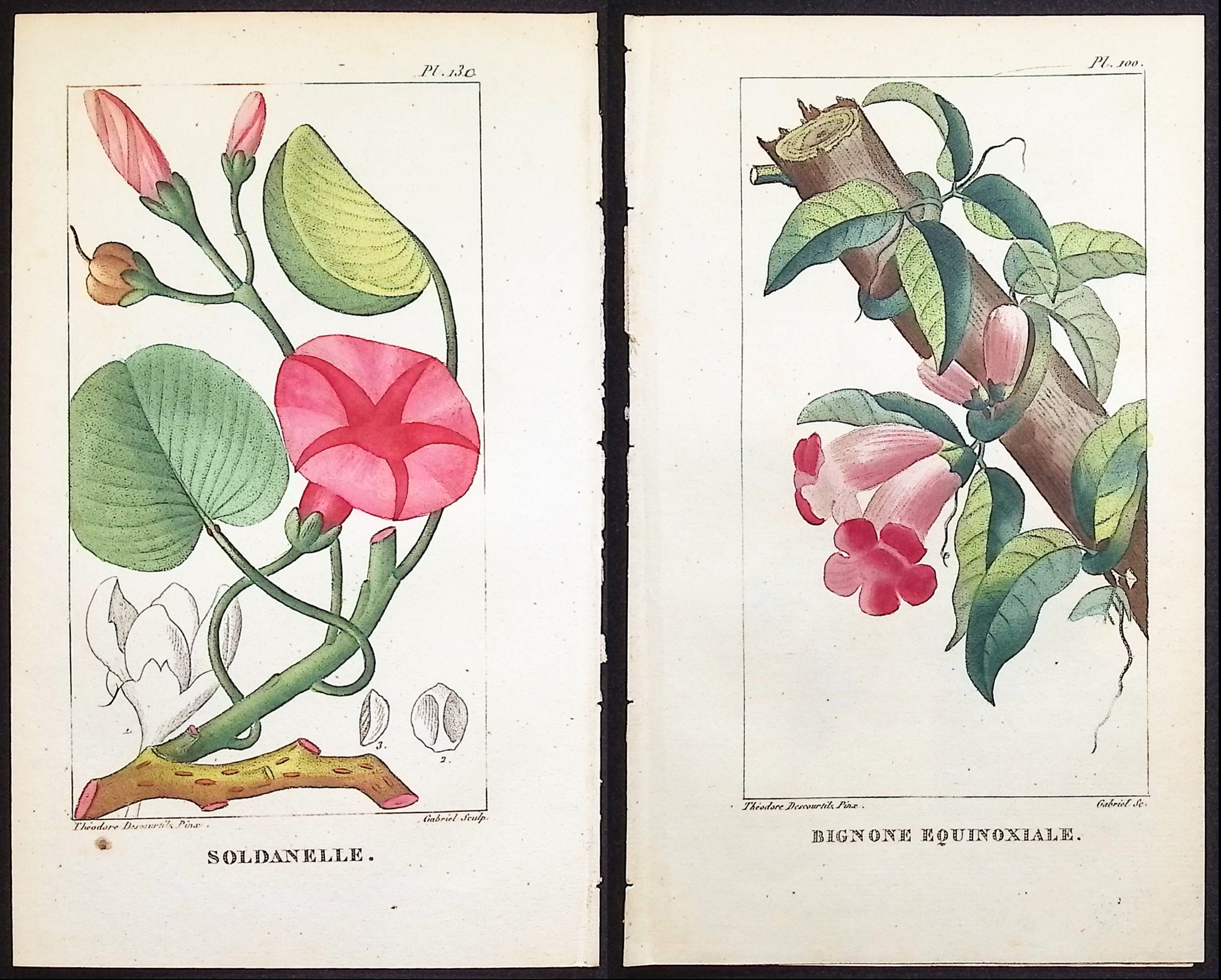 Descourtilz - 5 Botanical Engravings (Bindweed, Pea Plant)