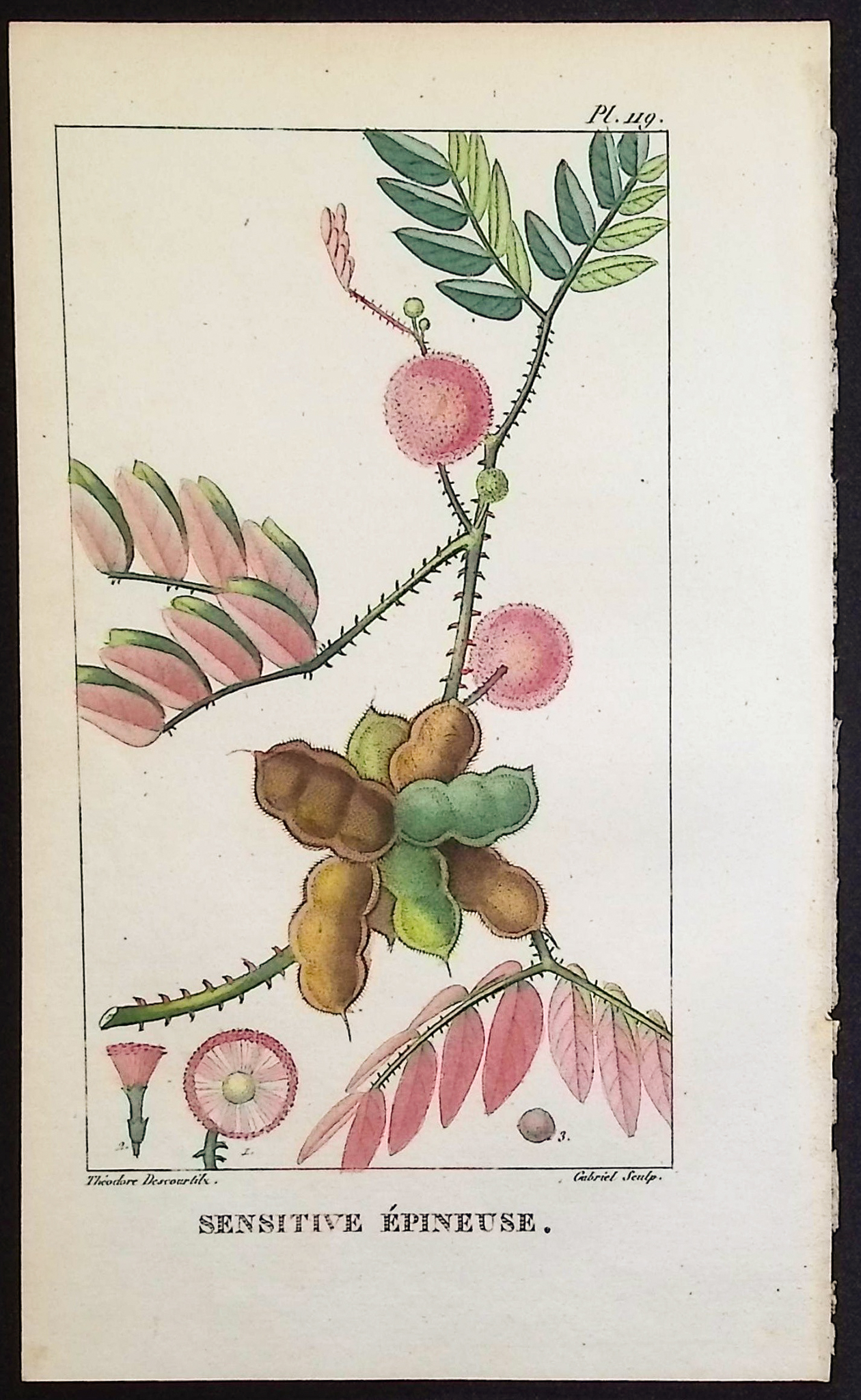 Descourtilz - 5 Botanical Engravings (Bindweed, Pea Plant)