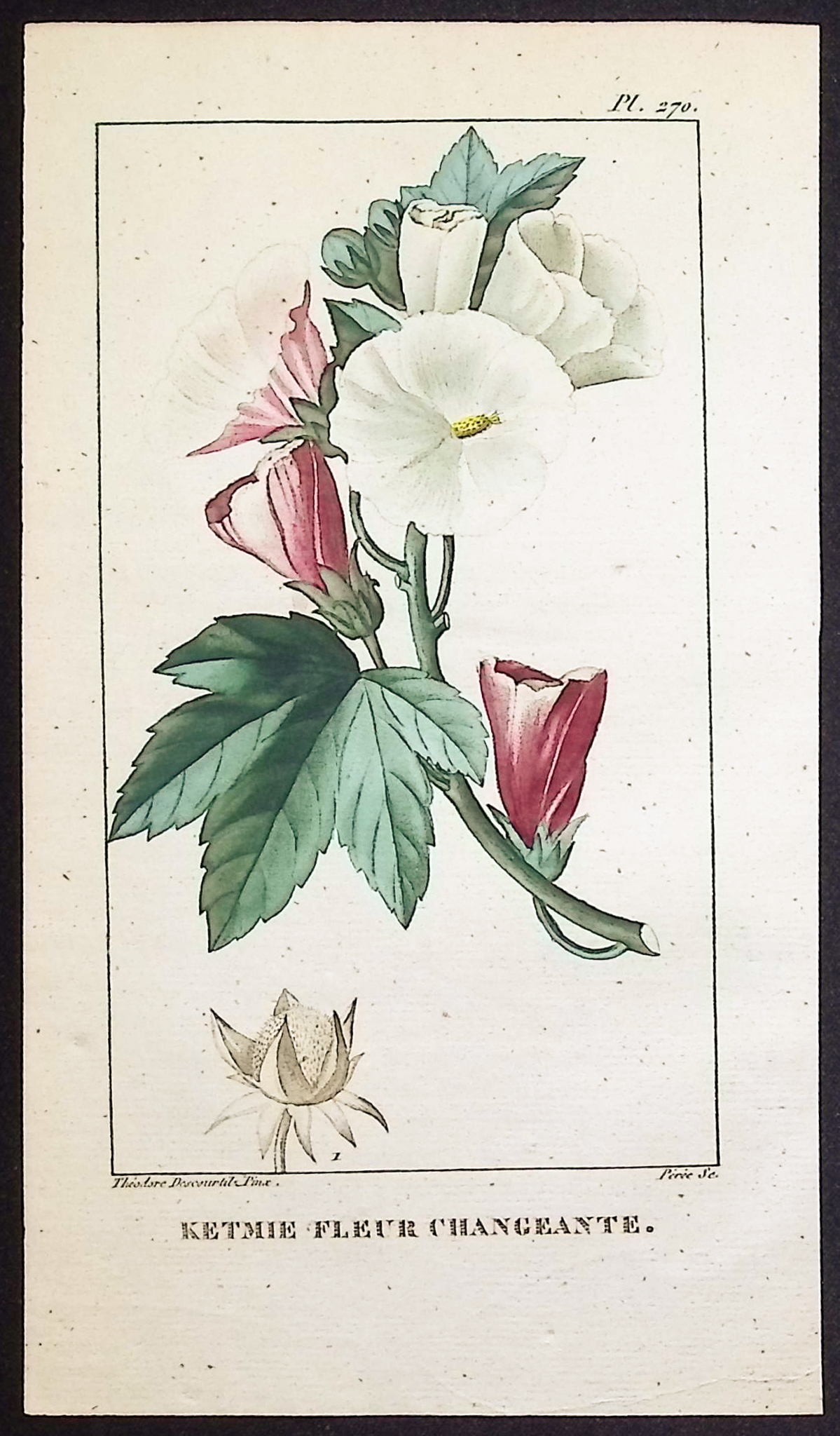 Descourtilz - 5 Botanical Engravings (Bindweed, Pea Plant)