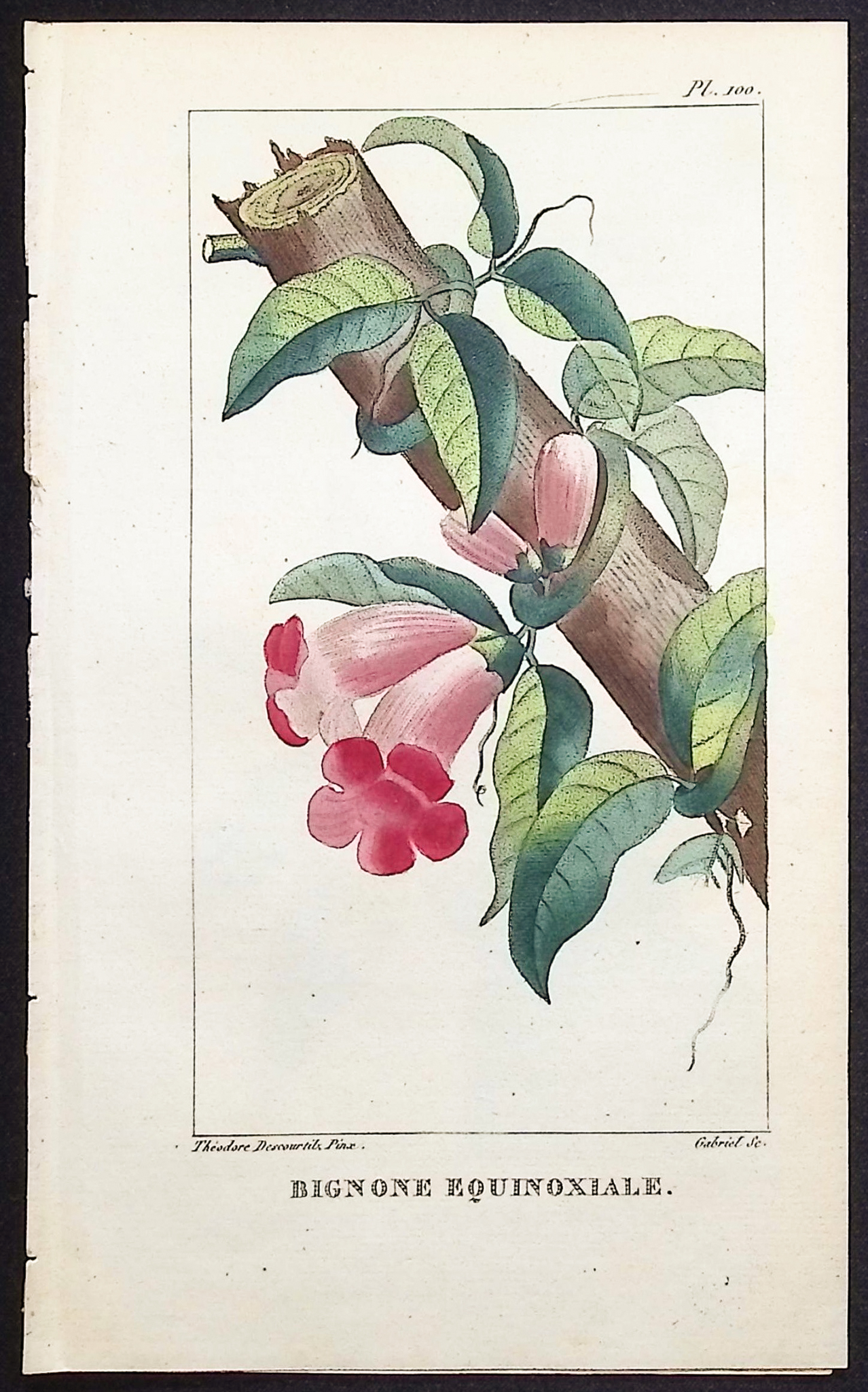 Descourtilz - 5 Botanical Engravings (Bindweed, Pea Plant)