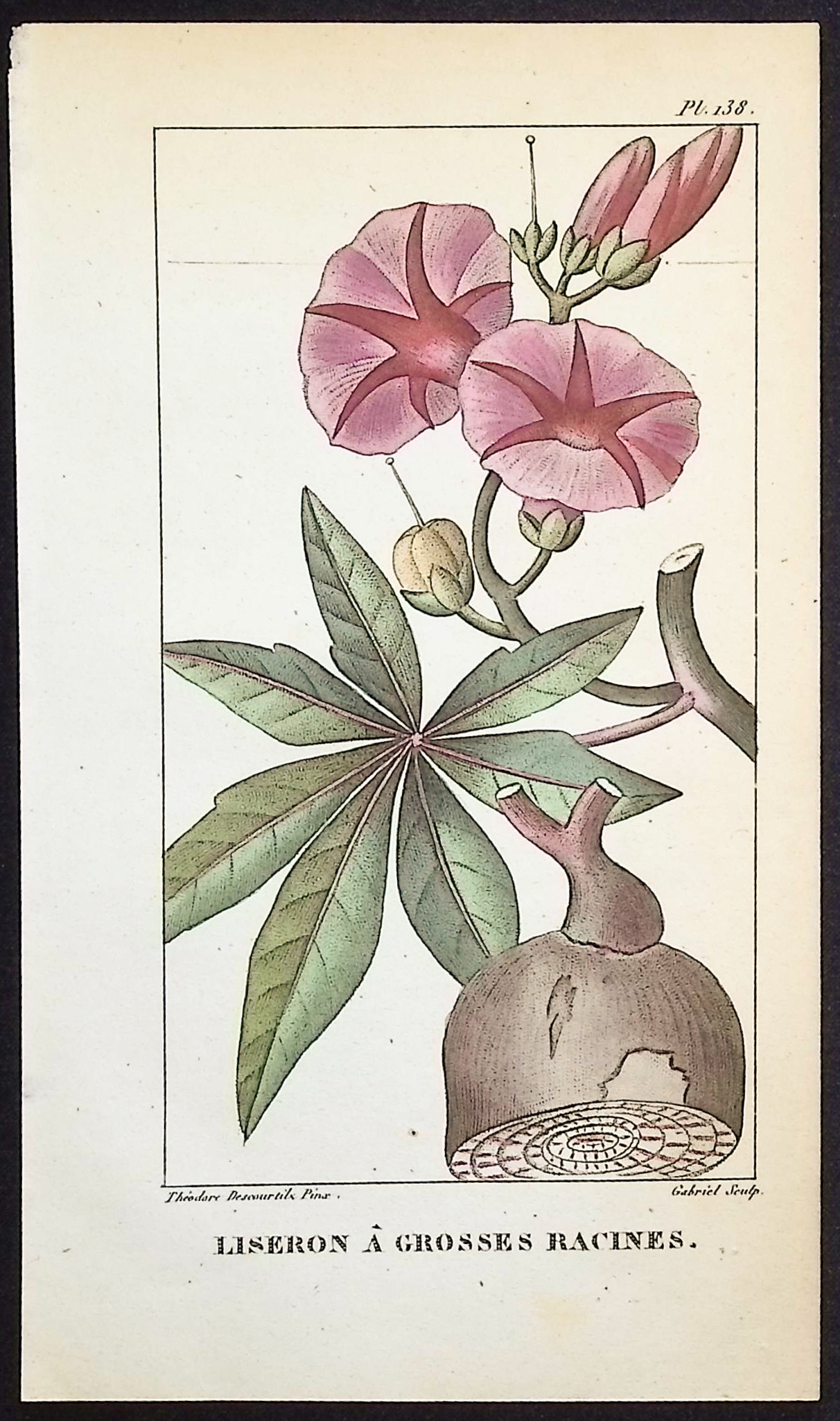 Descourtilz - 5 Botanical Engravings (Bindweed, Pea Plant)