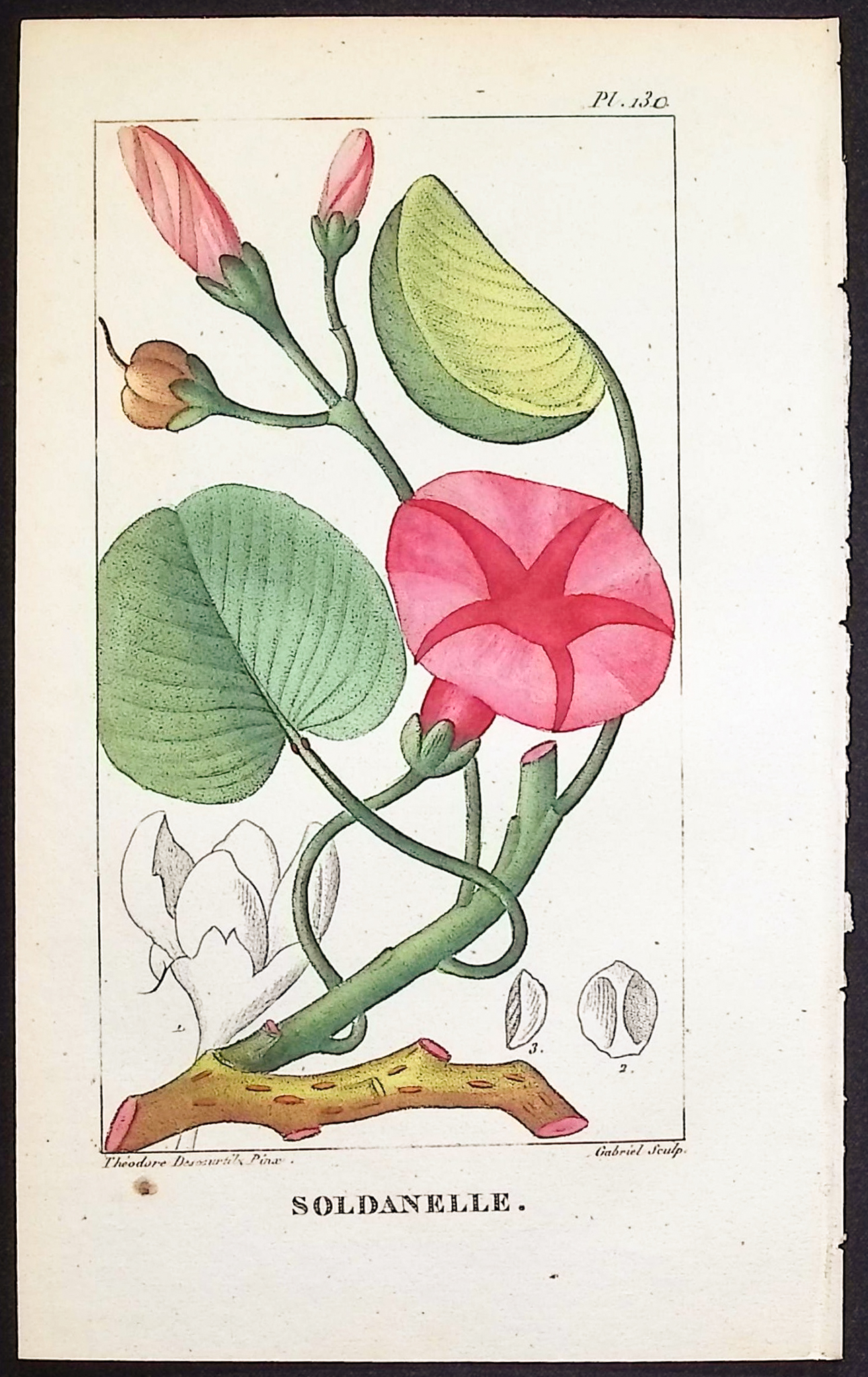 Descourtilz - 5 Botanical Engravings (Bindweed, Pea Plant)