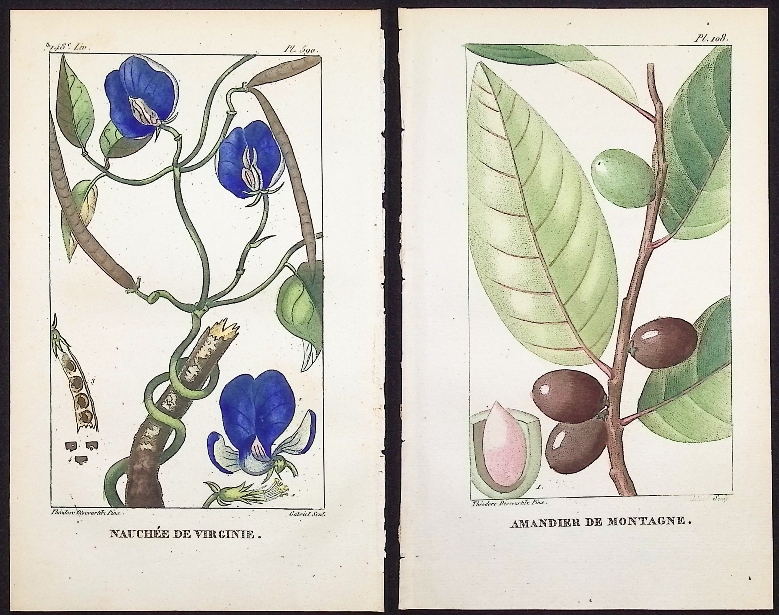 Descourtilz - 6 Botanical Engravings
