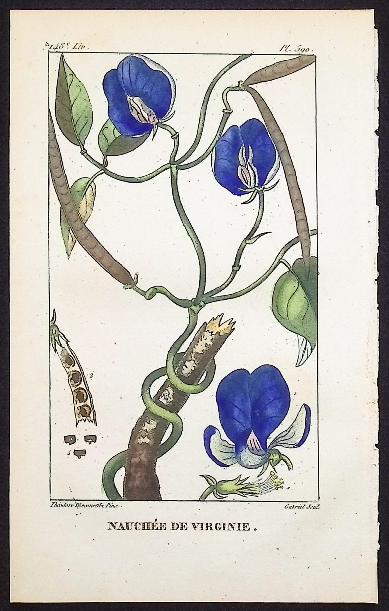 Descourtilz - 6 Botanical Engravings