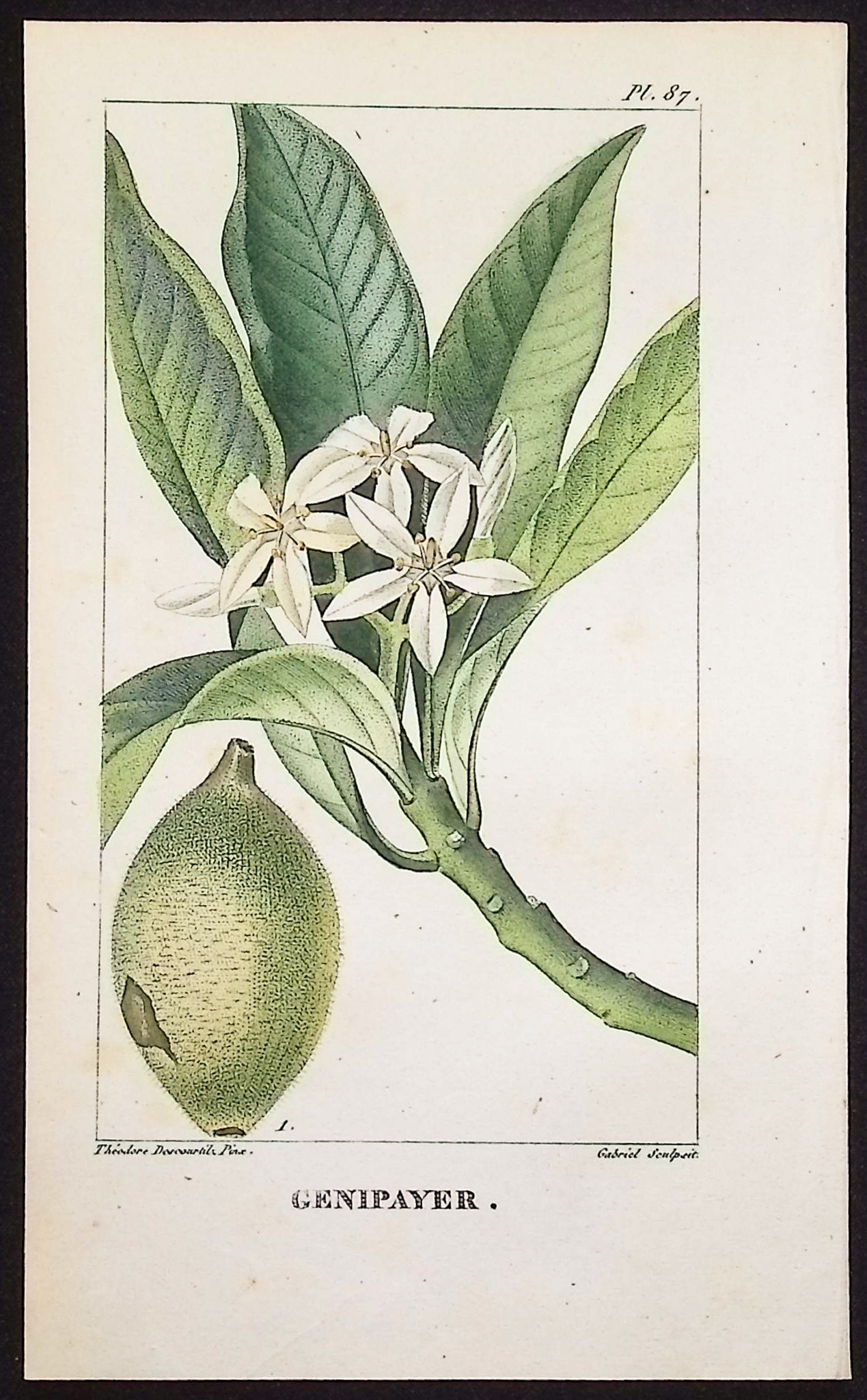 Descourtilz - 6 Botanical Engravings