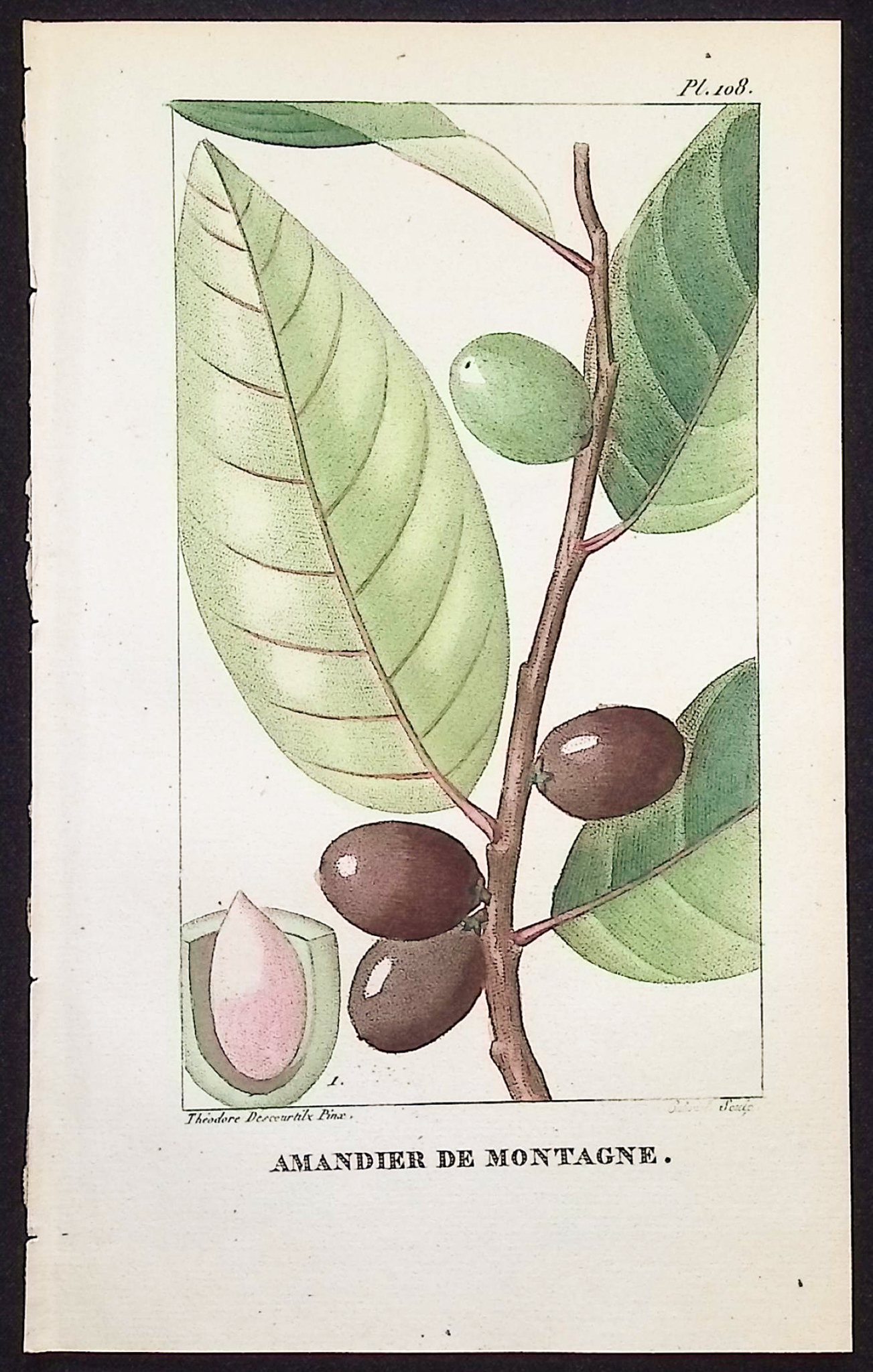 Descourtilz - 6 Botanical Engravings