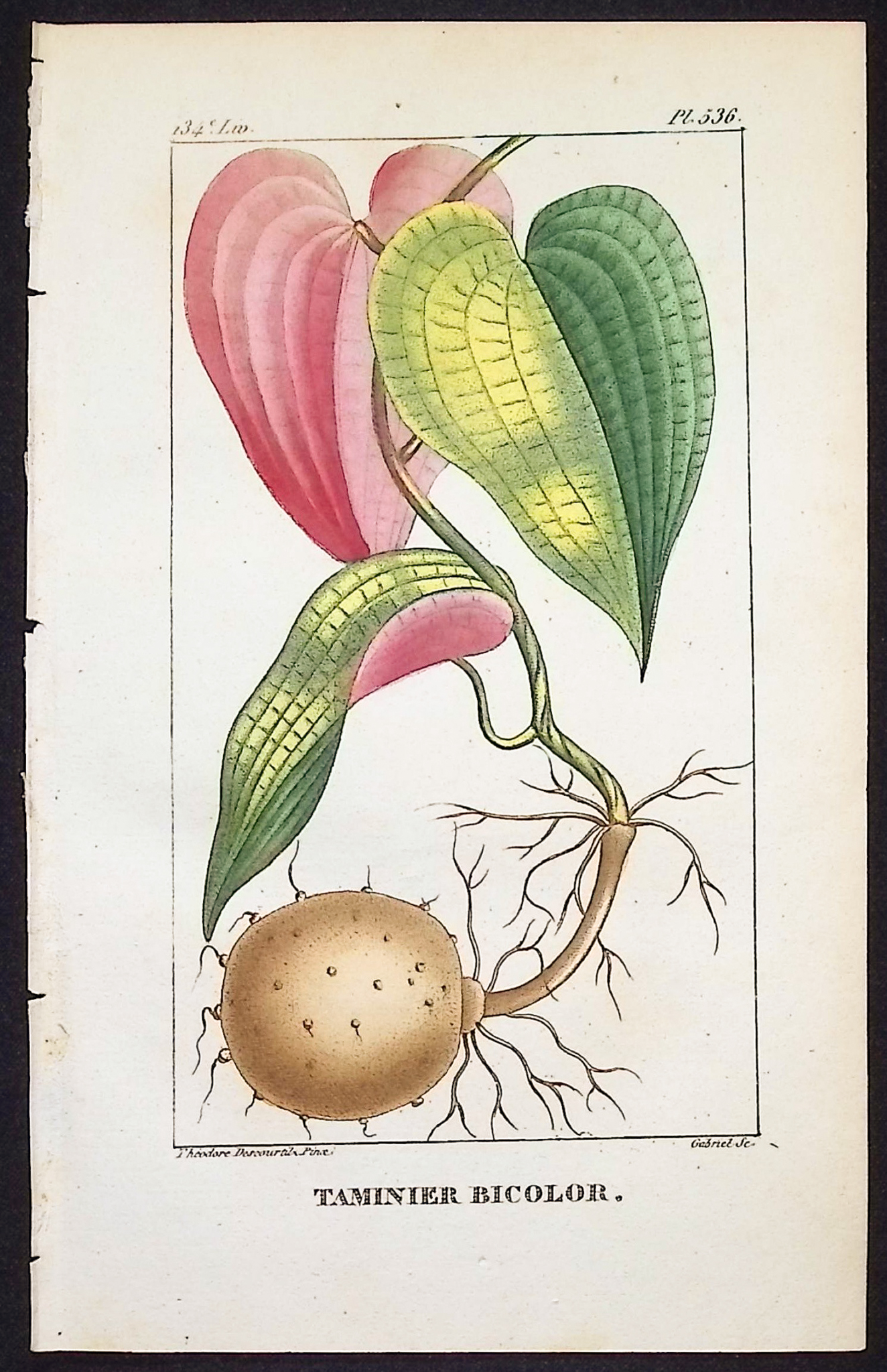 Descourtilz - 6 Botanical Engravings