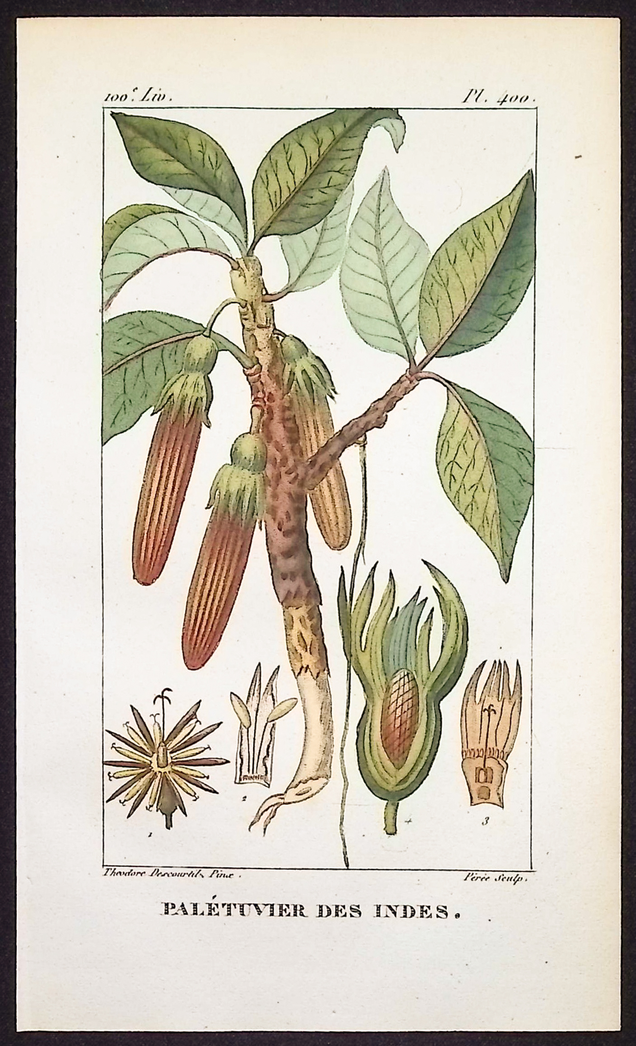 Descourtilz - 6 Botanical Engravings