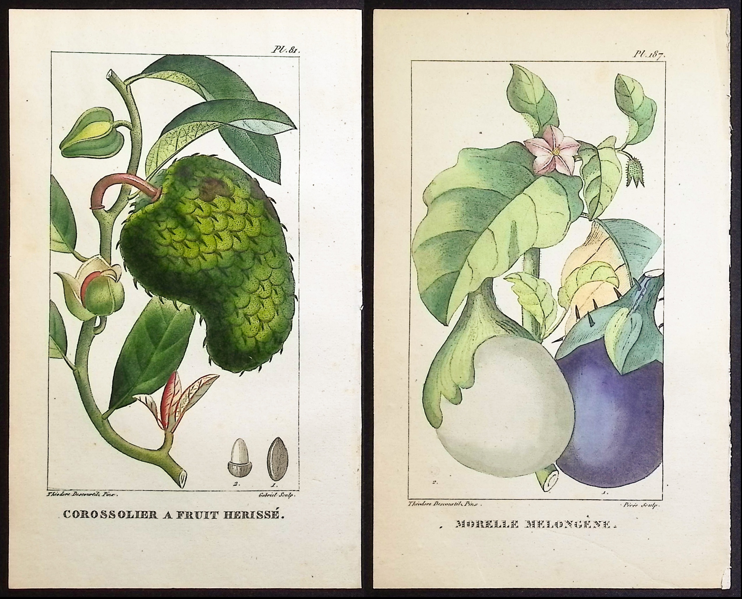 Descourtilz - 5 Botanical Engravings (Soursop, Eggplant,