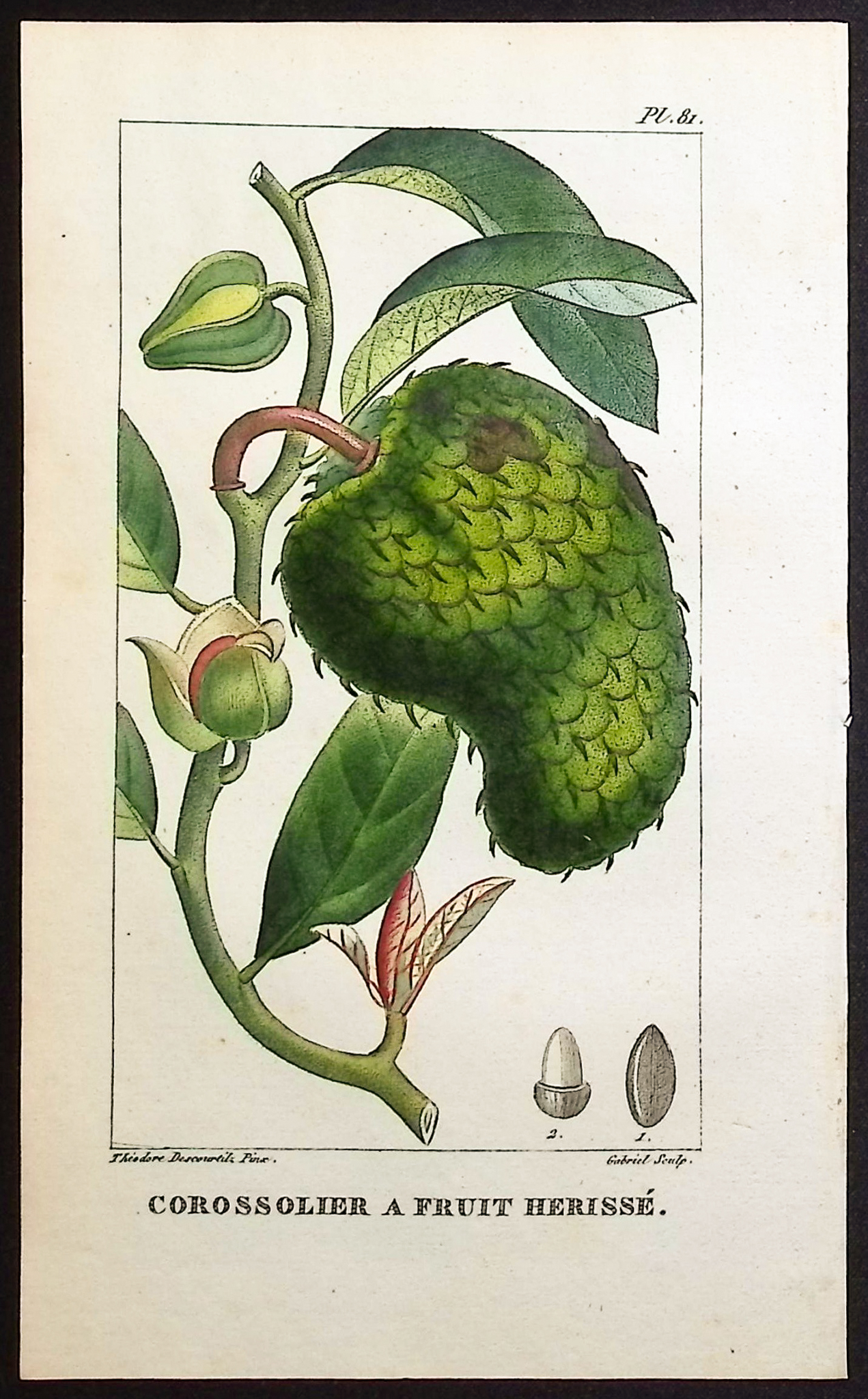 Descourtilz - 5 Botanical Engravings (Soursop, Eggplant,