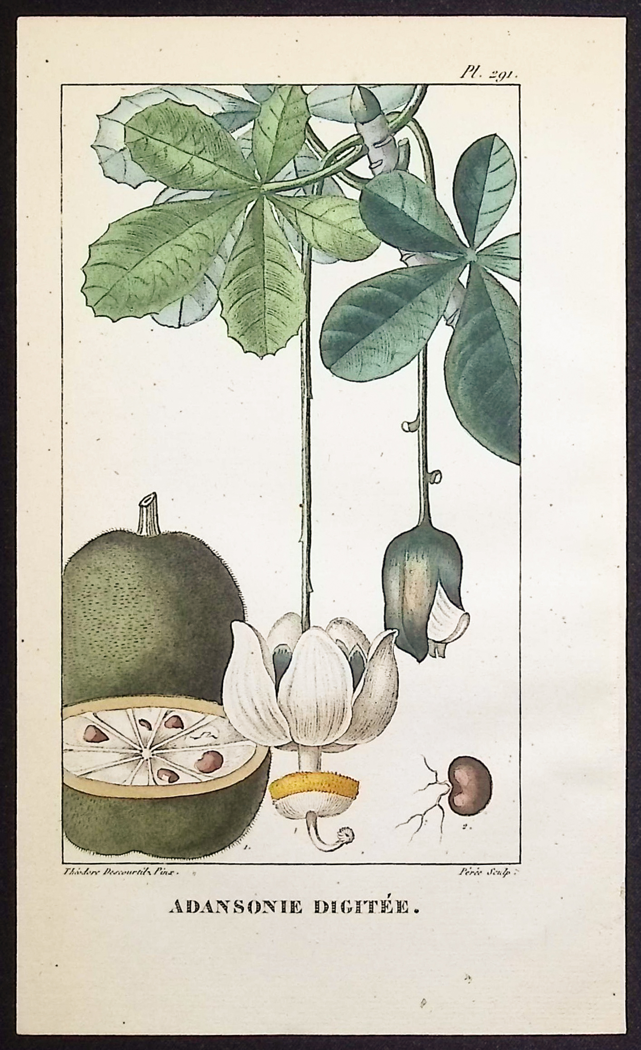 Descourtilz - 5 Botanical Engravings (Soursop, Eggplant,