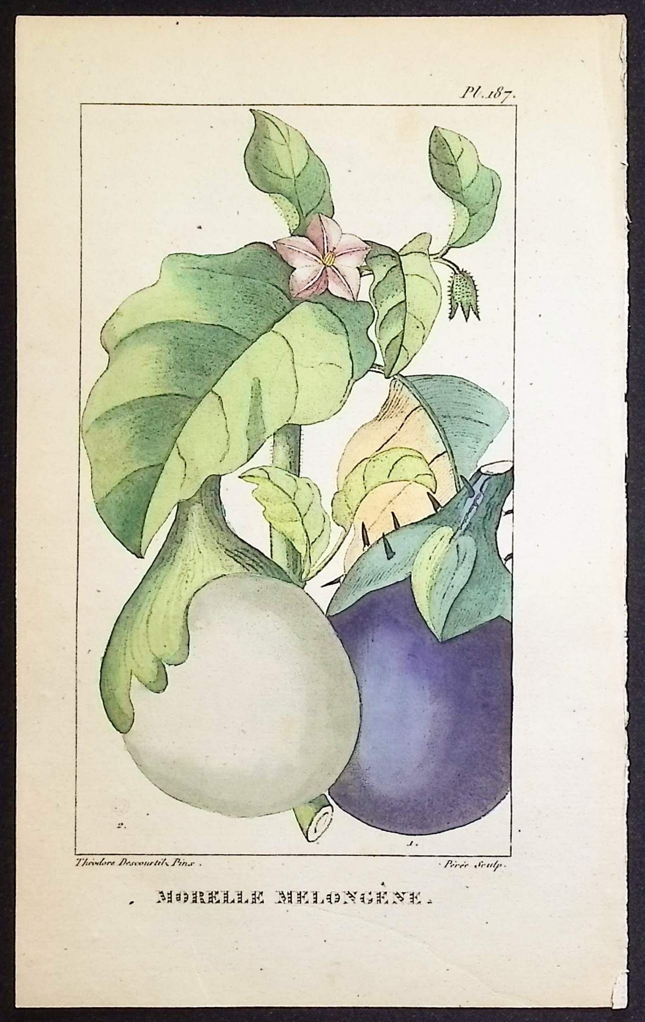 Descourtilz - 5 Botanical Engravings (Soursop, Eggplant,