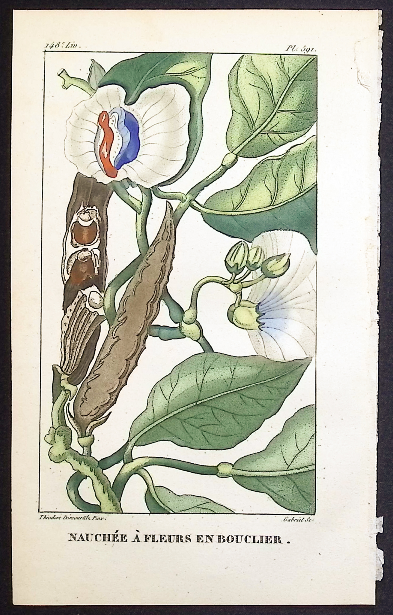 Descourtilz - 5 Botanical Engravings (Soursop, Eggplant,