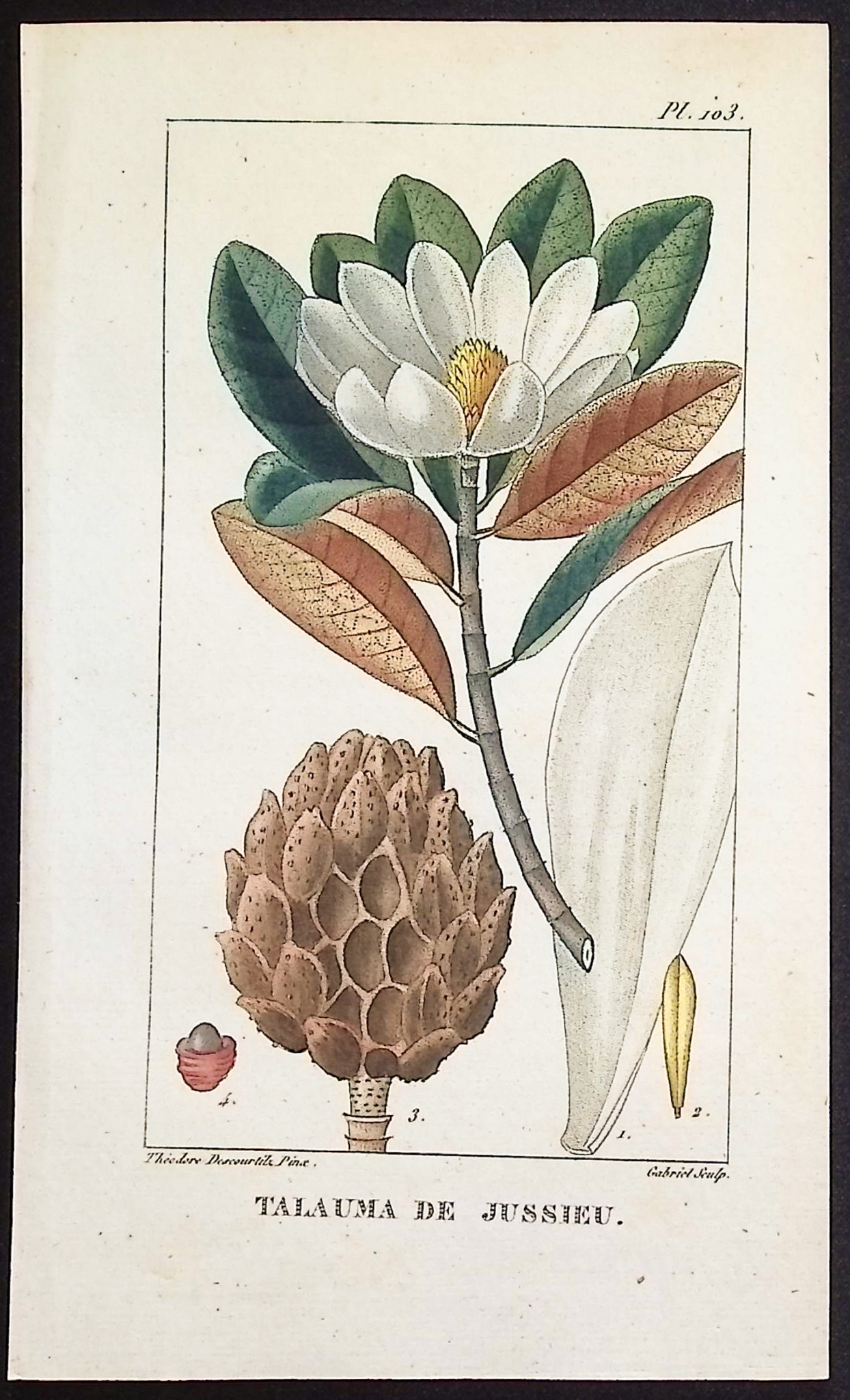 Descourtilz - 5 Botanical Engravings (Soursop, Eggplant,