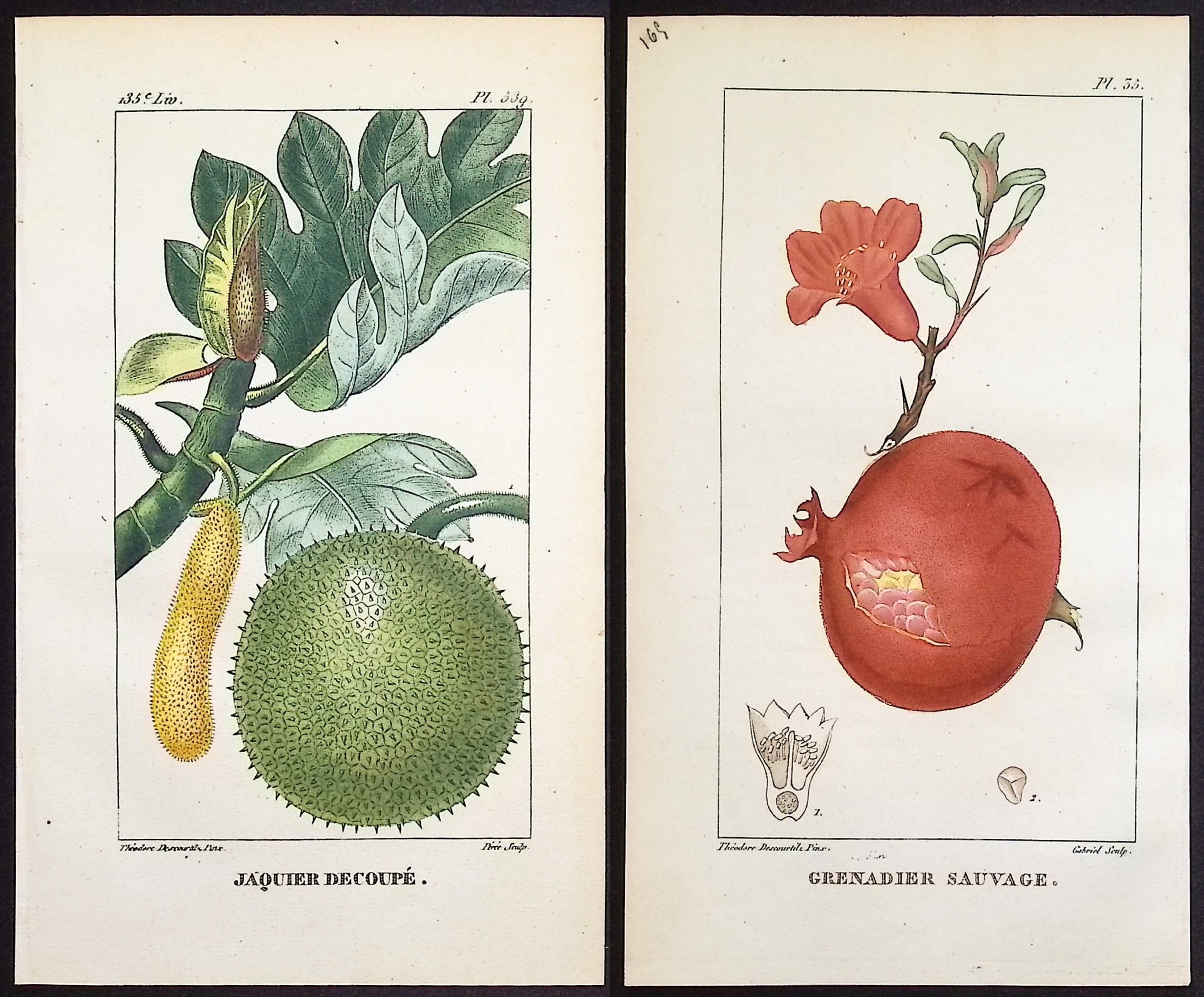 Descourtilz - 4 Botanical Engravings (Pomegranate, Papaya, Potato)