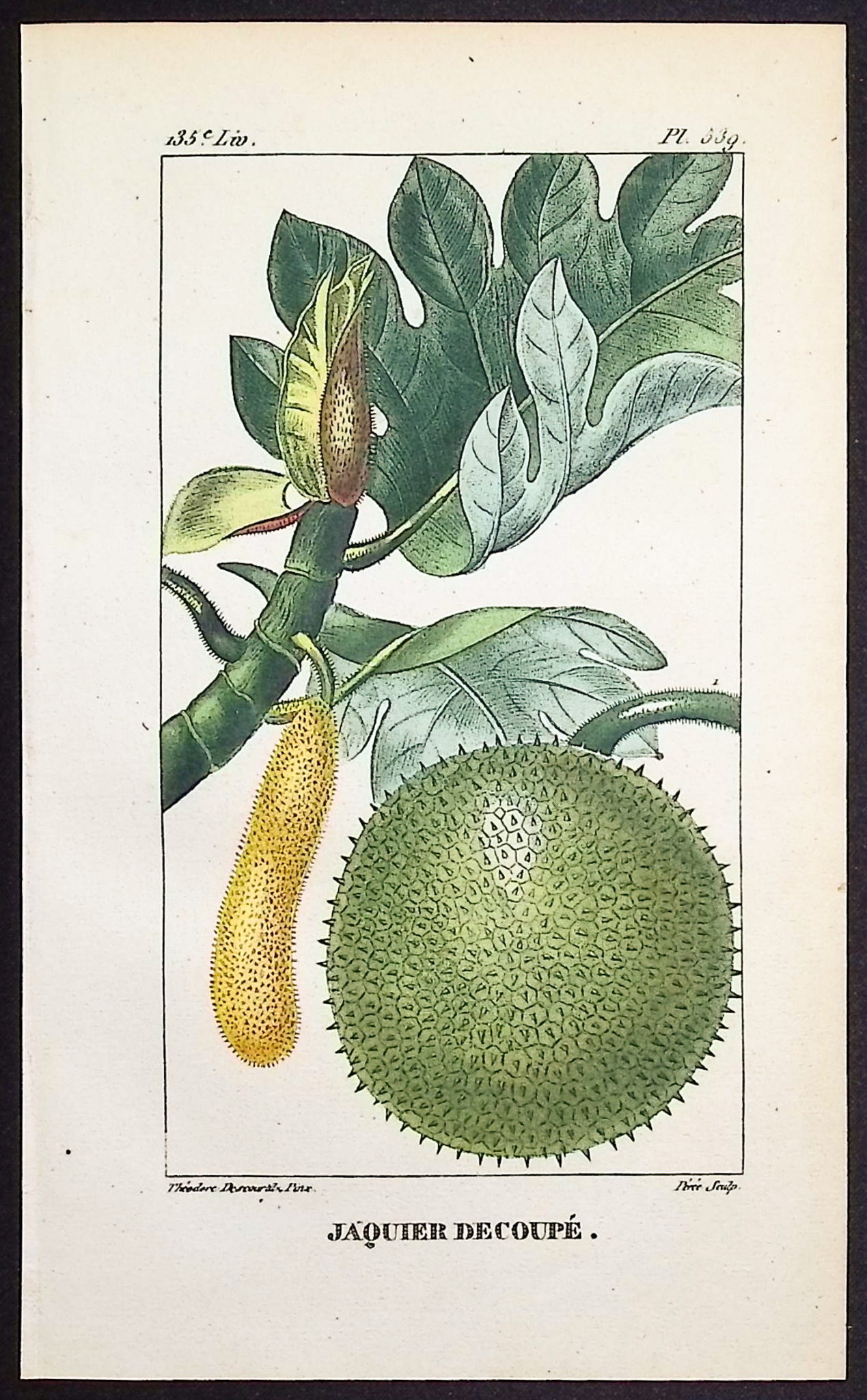 Descourtilz - 4 Botanical Engravings (Pomegranate, Papaya, Potato)