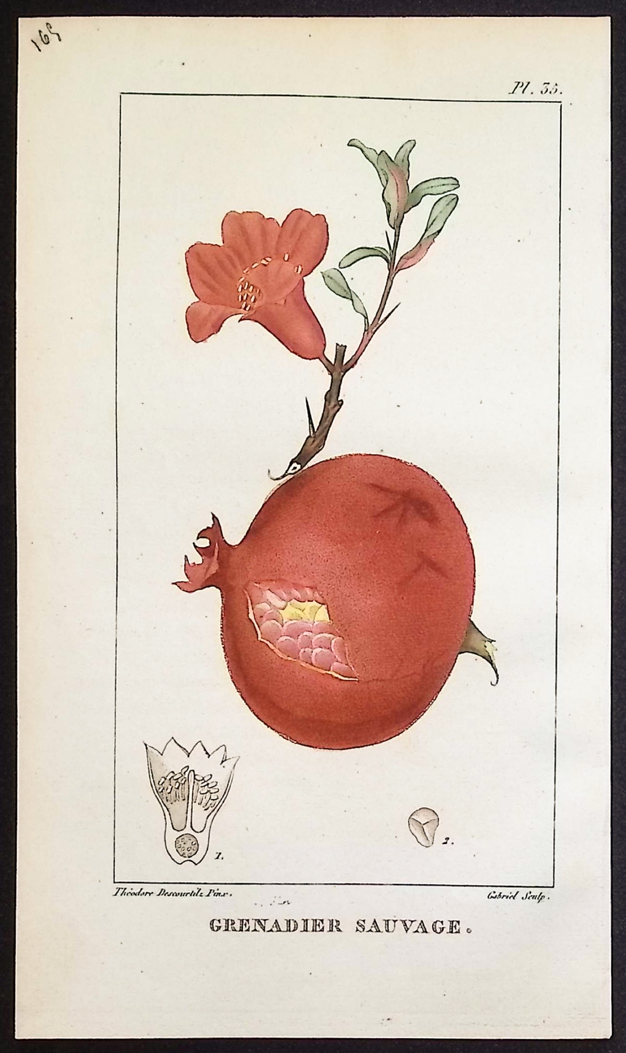 Descourtilz - 4 Botanical Engravings (Pomegranate, Papaya, Potato)