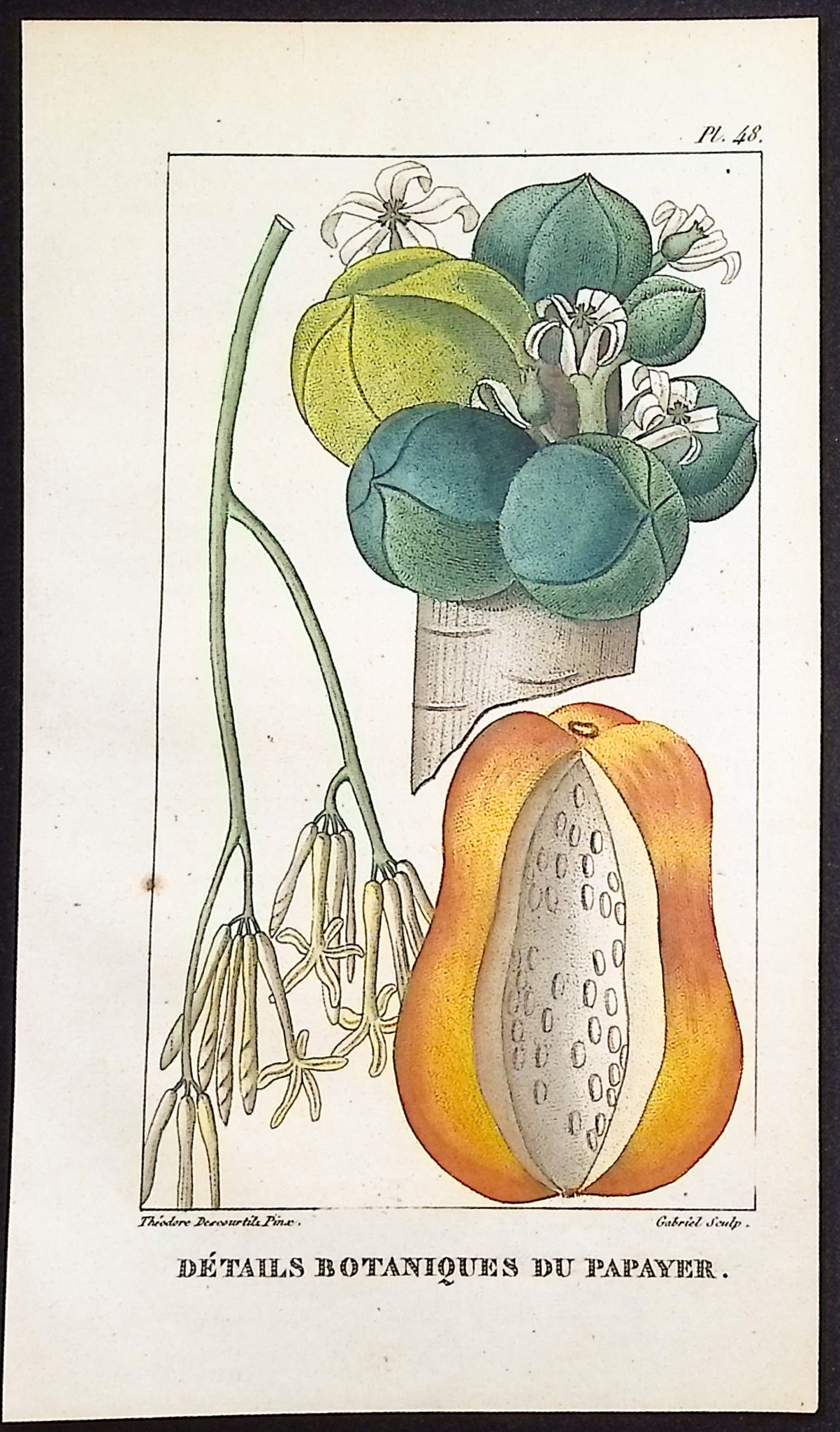 Descourtilz - 4 Botanical Engravings (Pomegranate, Papaya, Potato)