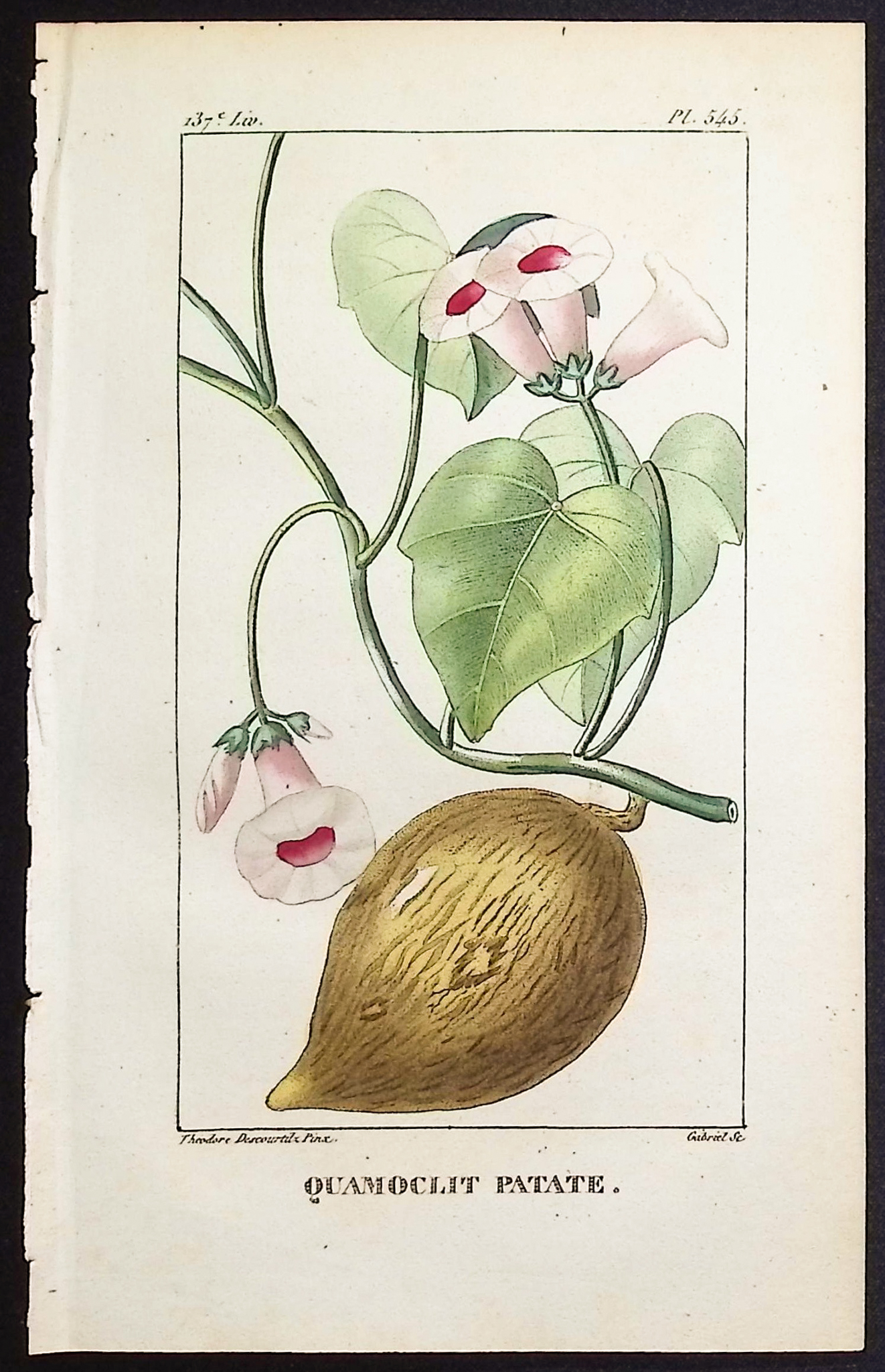 Descourtilz - 4 Botanical Engravings (Pomegranate, Papaya, Potato)