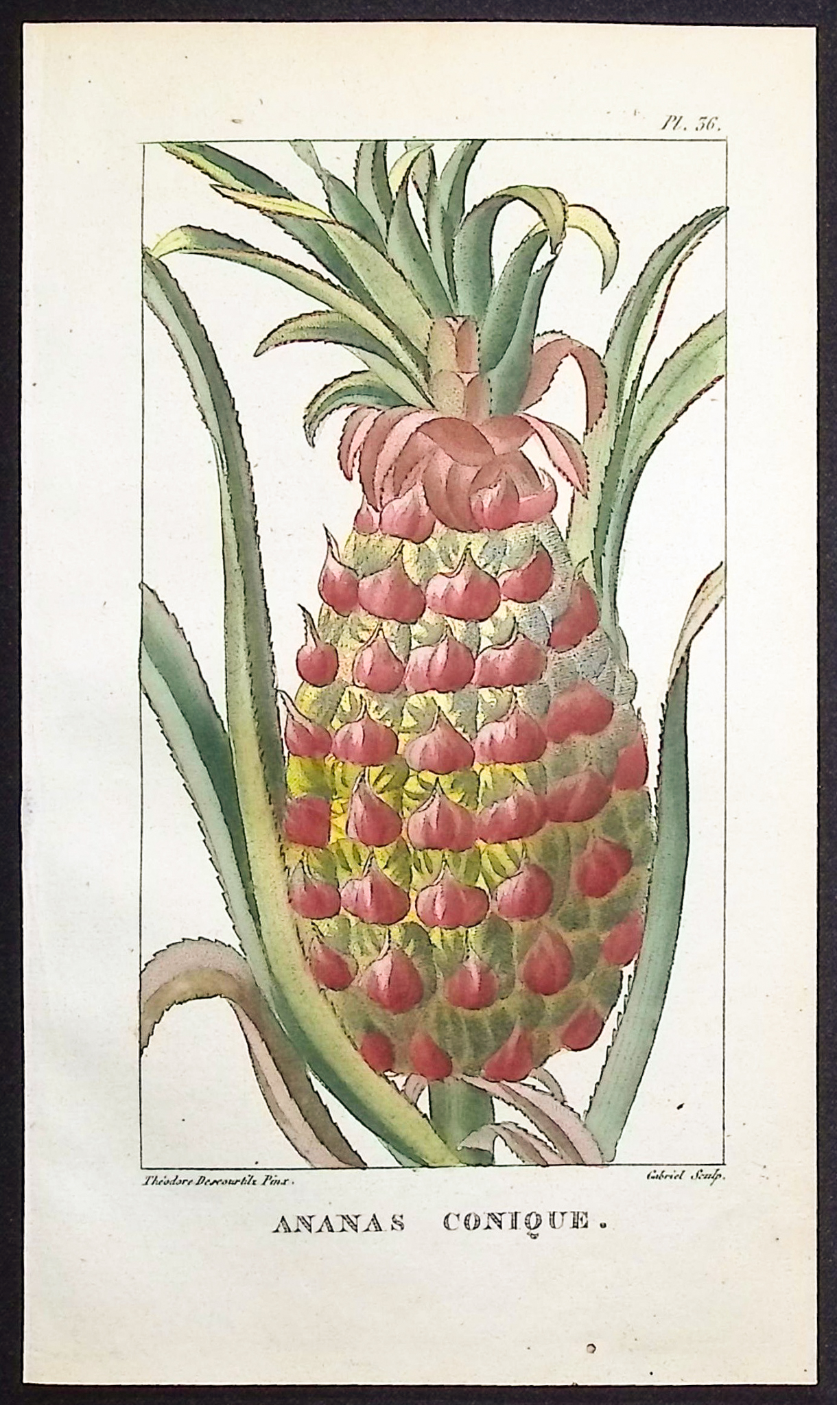 Descourtilz - Pineapple