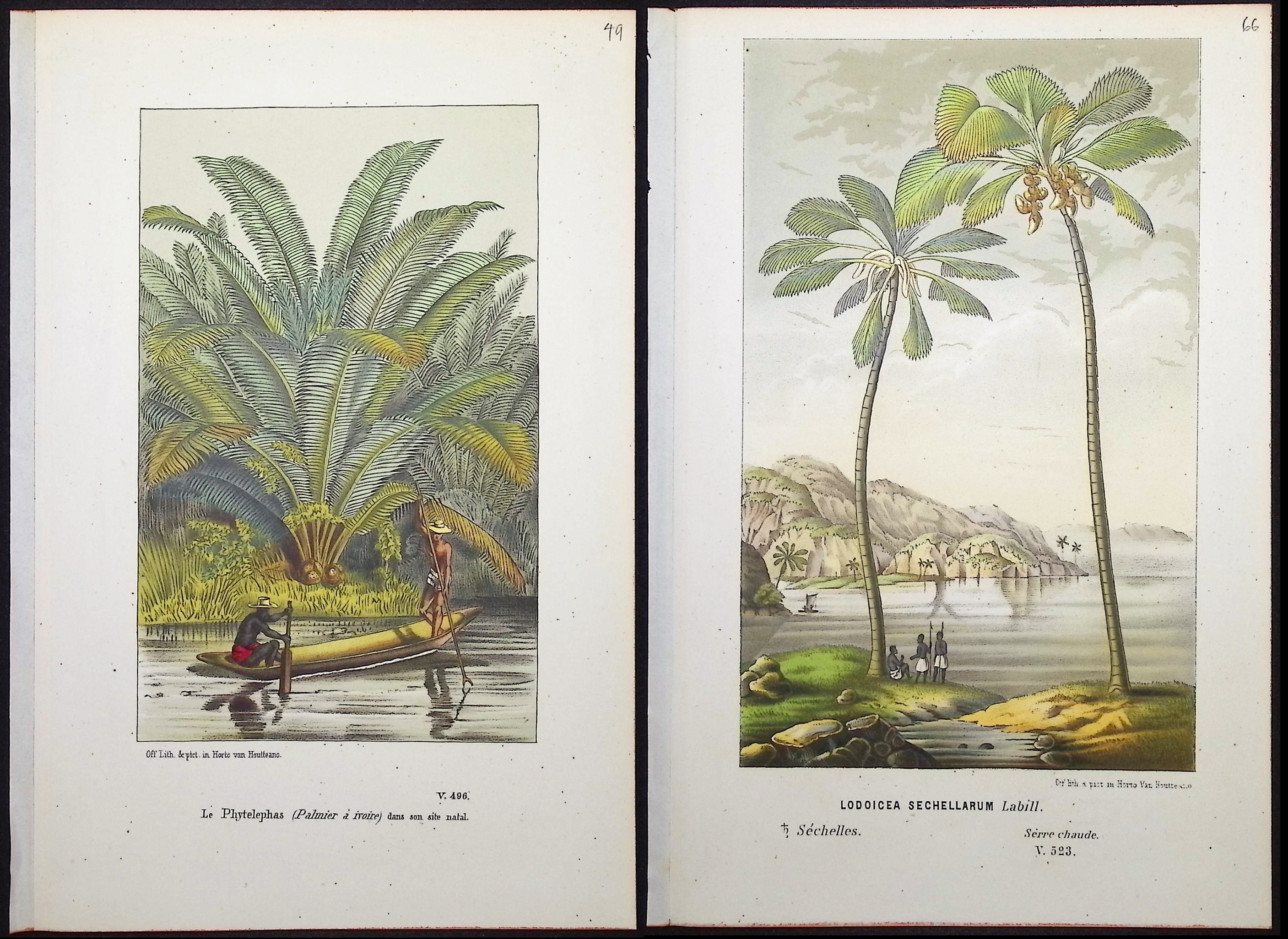 Van Houtte - 4 Palm Tree Prints