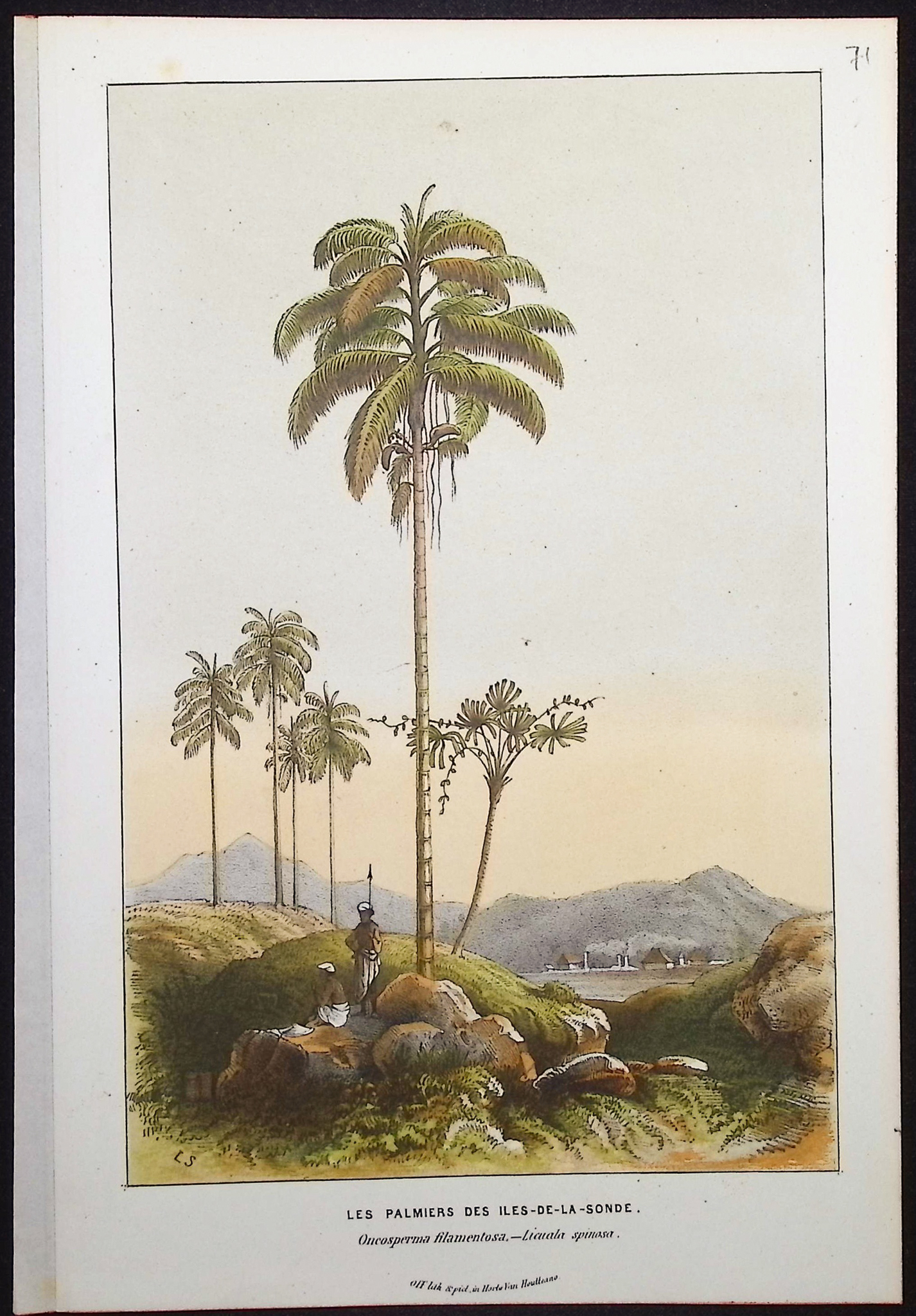 Van Houtte - 4 Palm Tree Prints