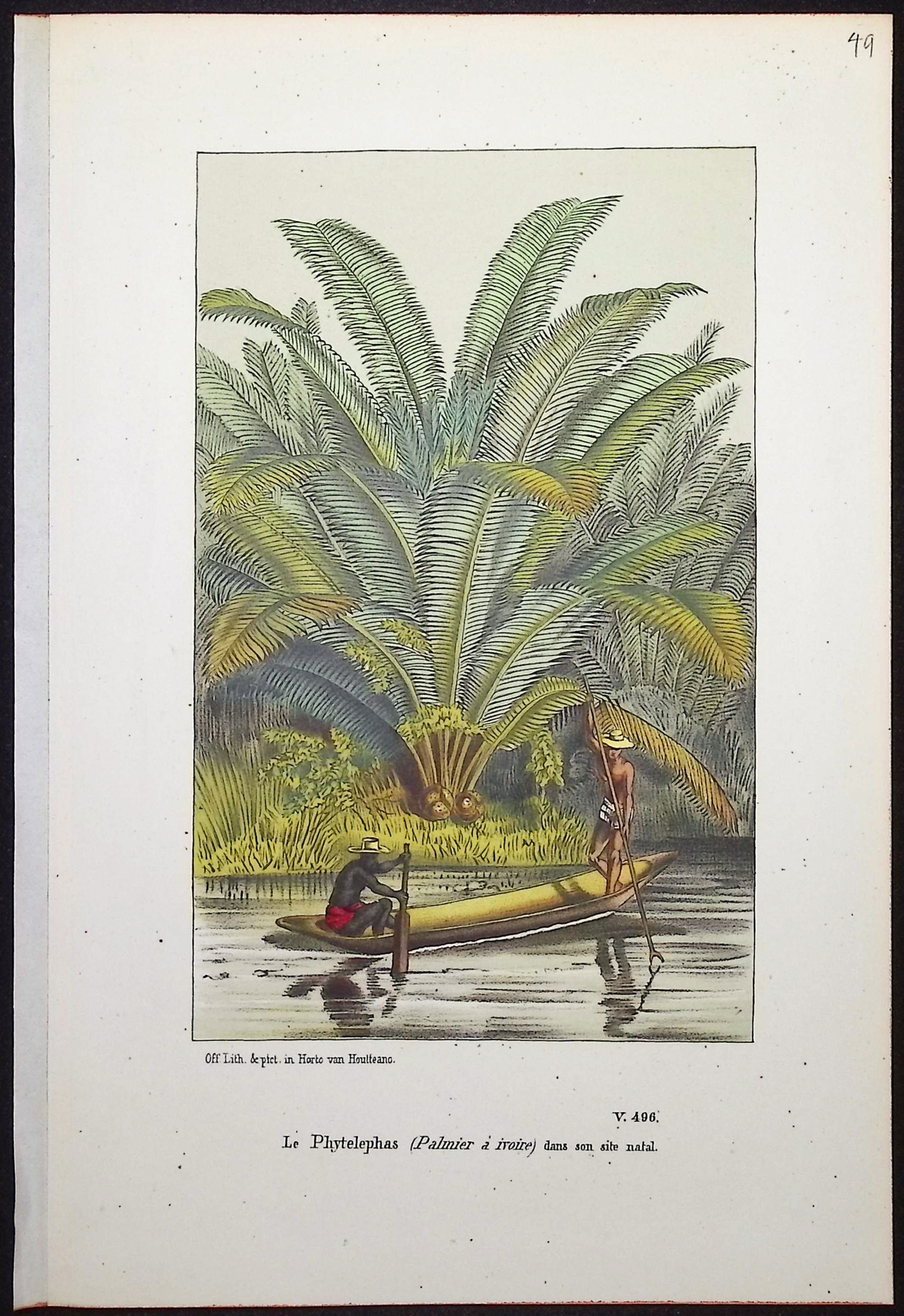 Van Houtte - 4 Palm Tree Prints