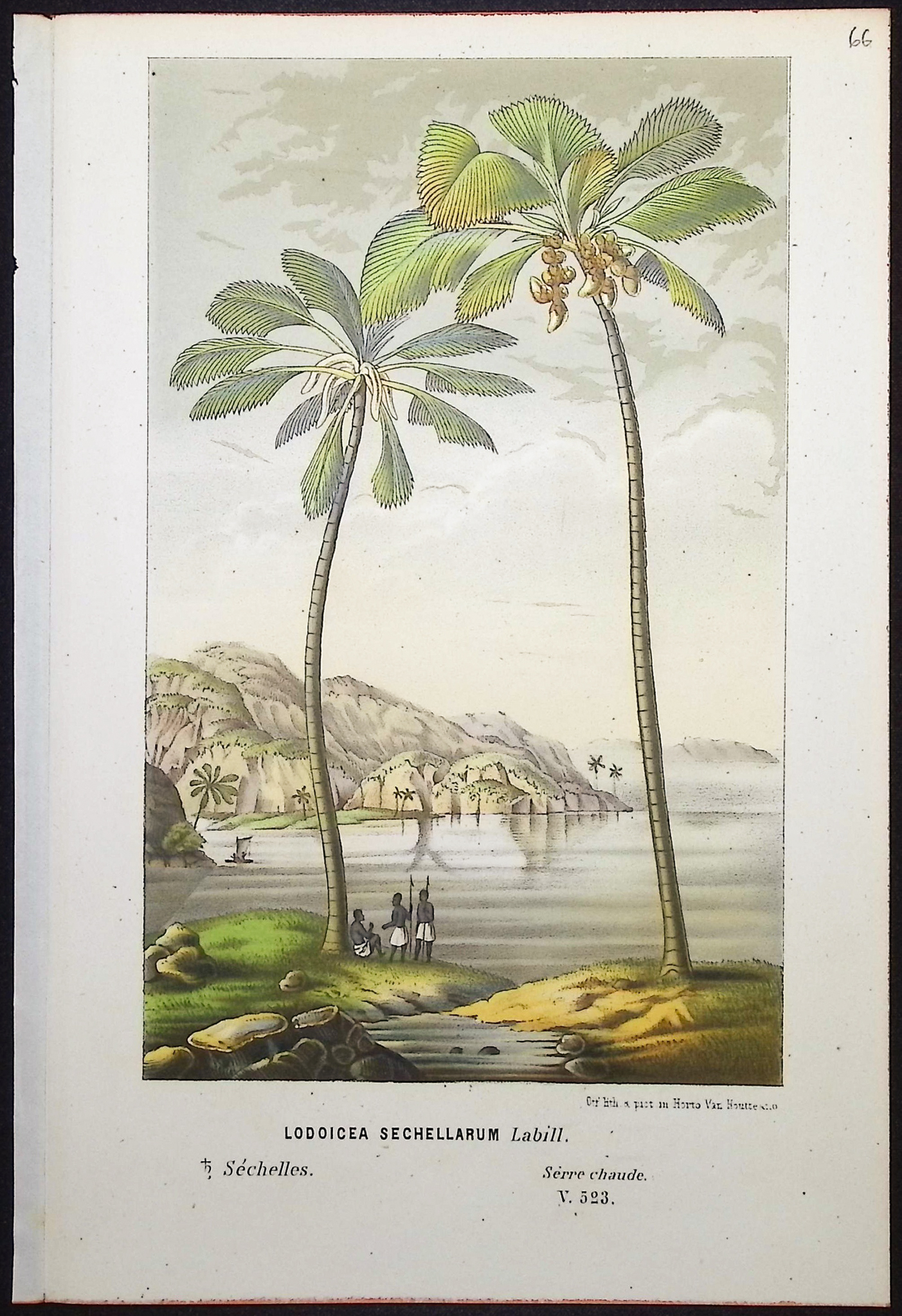 Van Houtte - 4 Palm Tree Prints