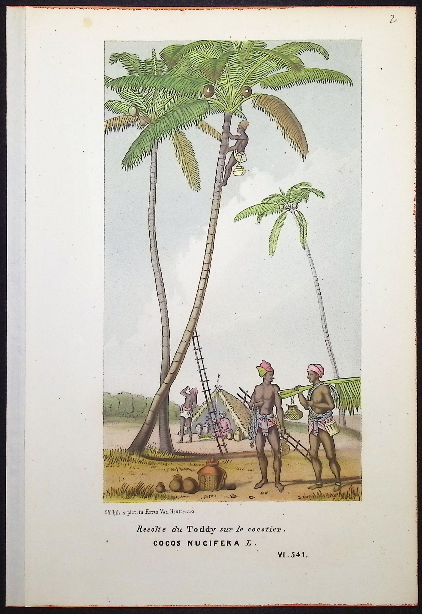 Van Houtte - 4 Palm Tree Prints