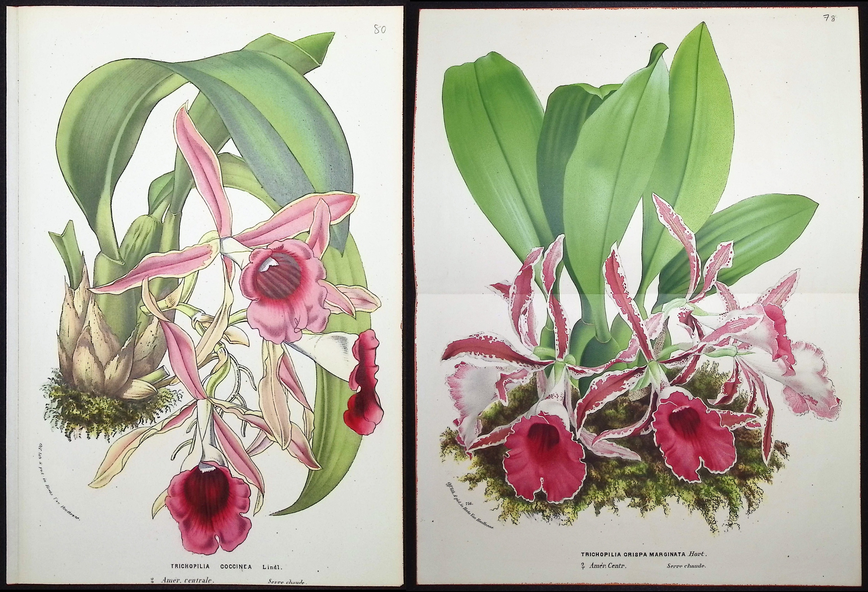Van Houtte - 6 Orchid Prints