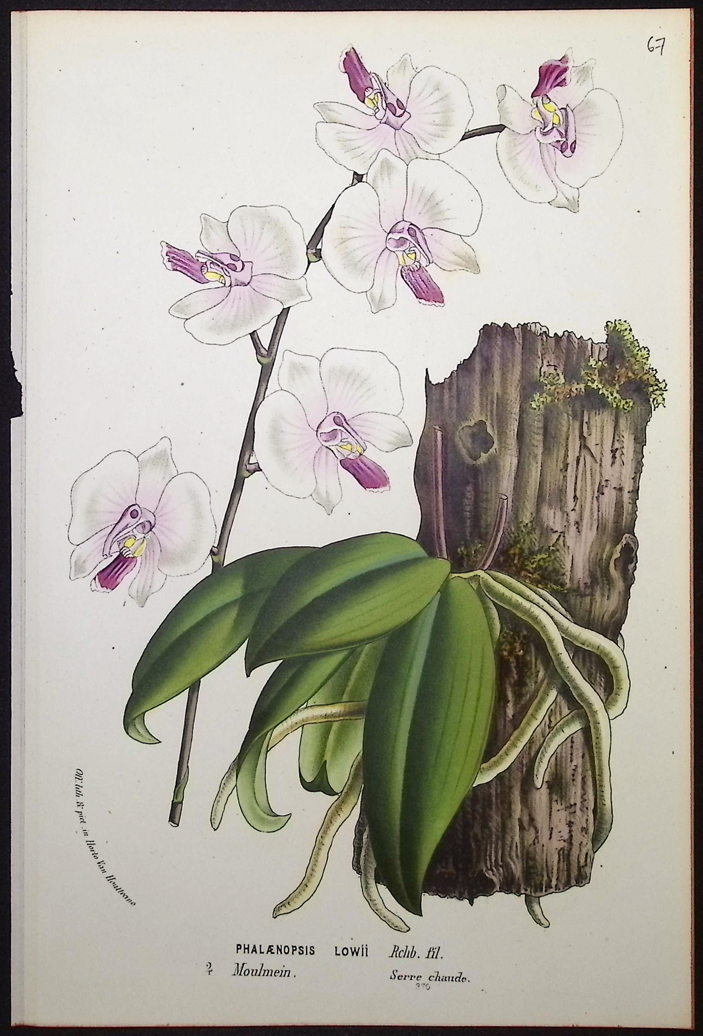 Van Houtte - 6 Orchid Prints