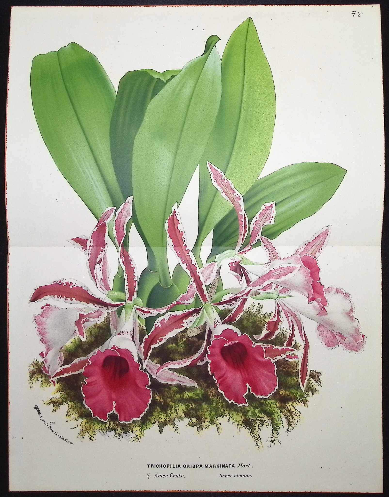 Van Houtte - 6 Orchid Prints