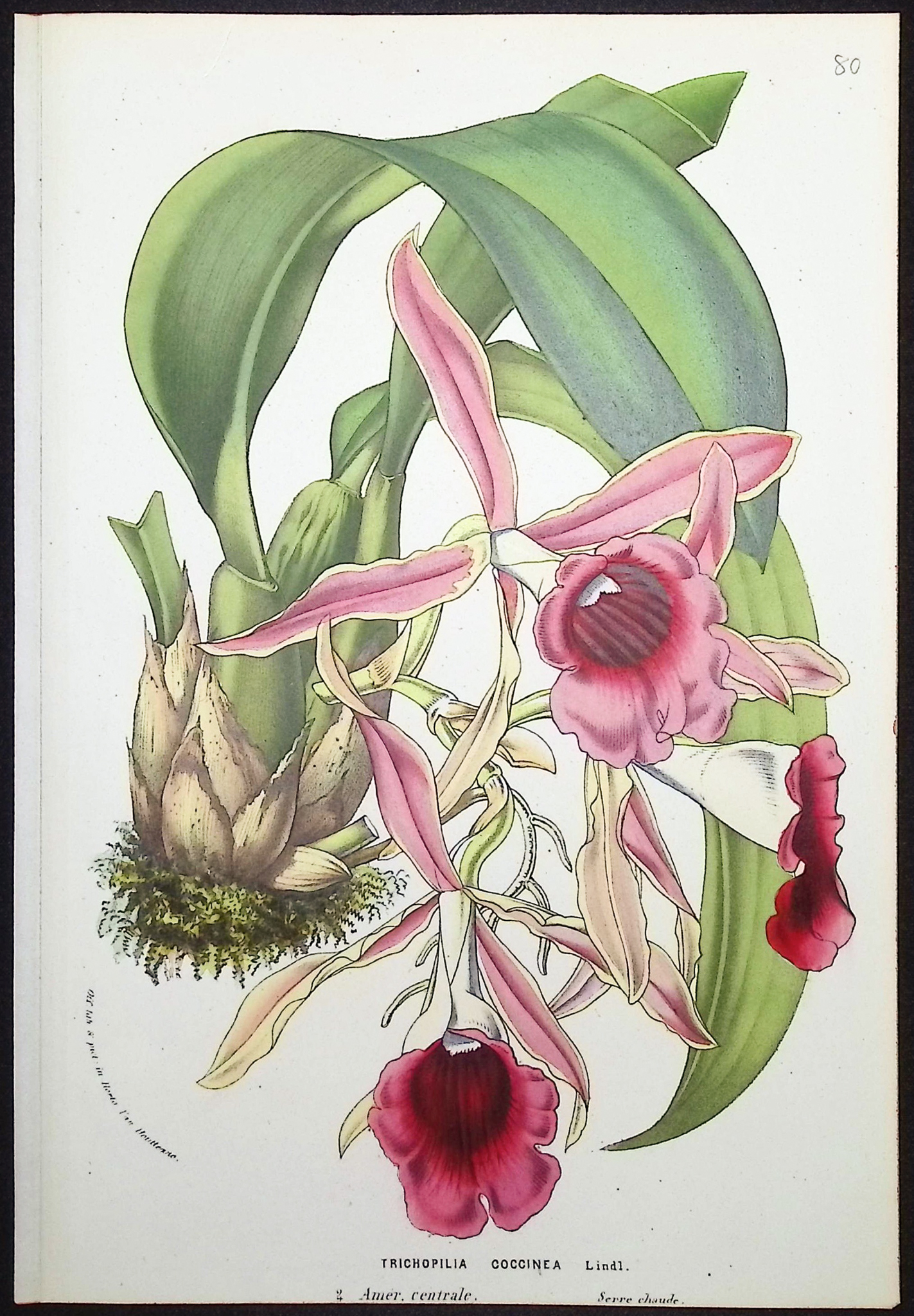 Van Houtte - 6 Orchid Prints