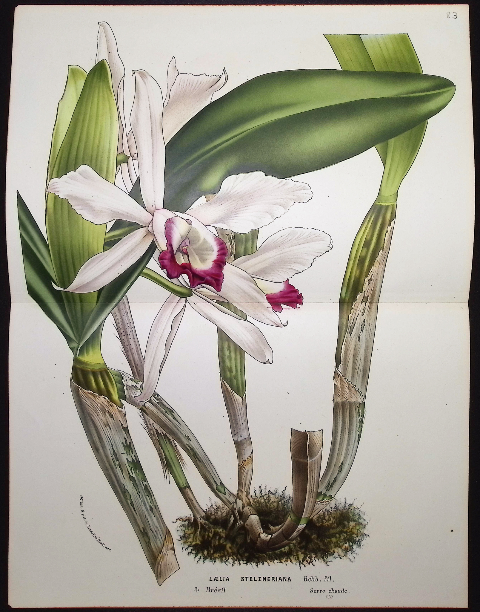 Van Houtte - 6 Orchid Prints