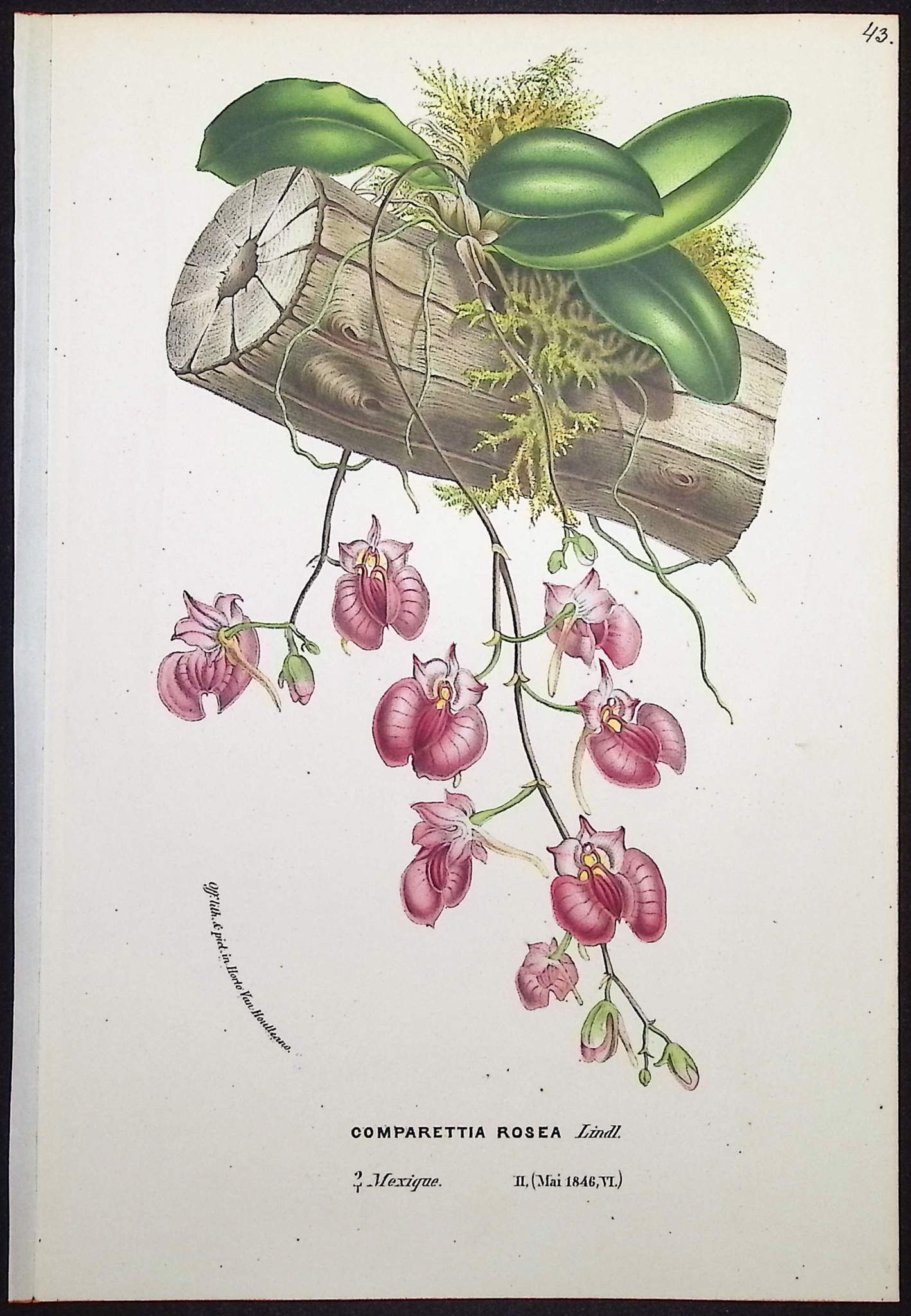 Van Houtte - 6 Orchid Prints