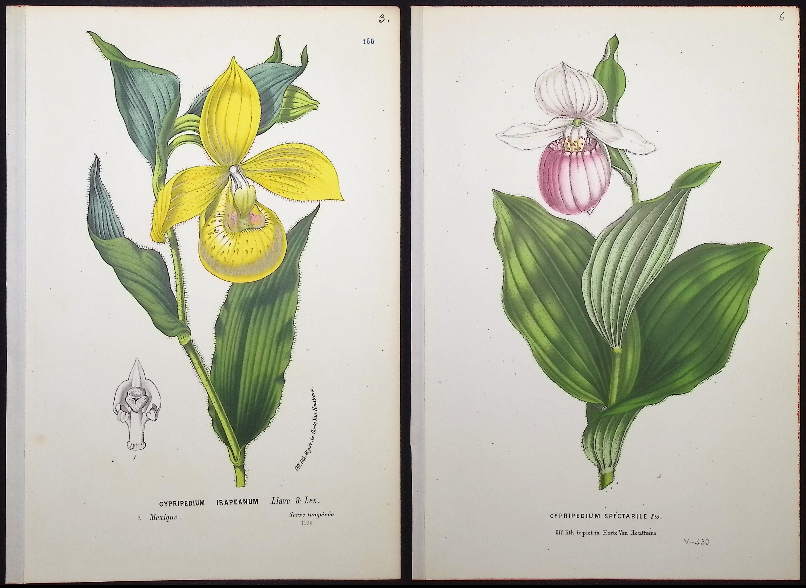 Van Houtte - 4 Lady's Slipper Orchid Prints
