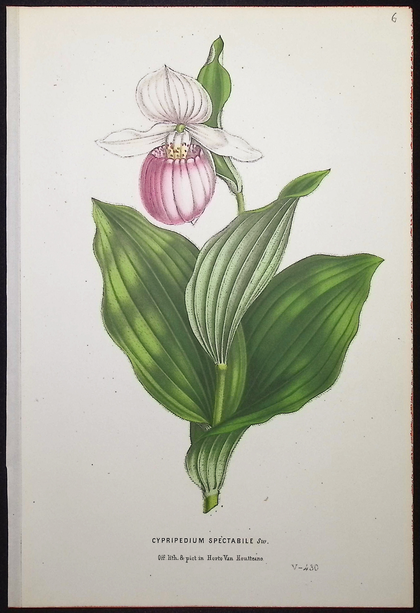 Van Houtte - 4 Lady's Slipper Orchid Prints