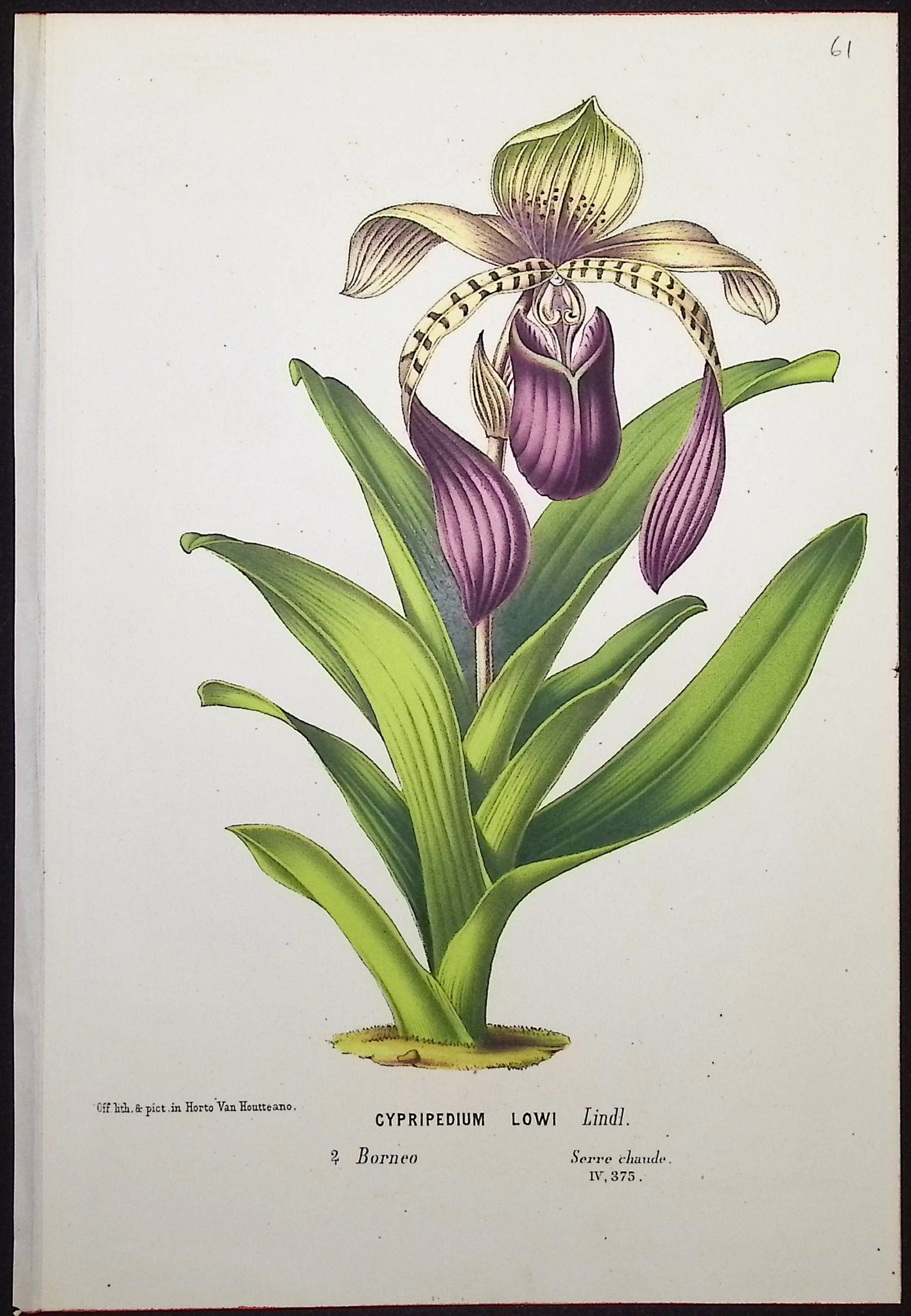 Van Houtte - 4 Lady's Slipper Orchid Prints