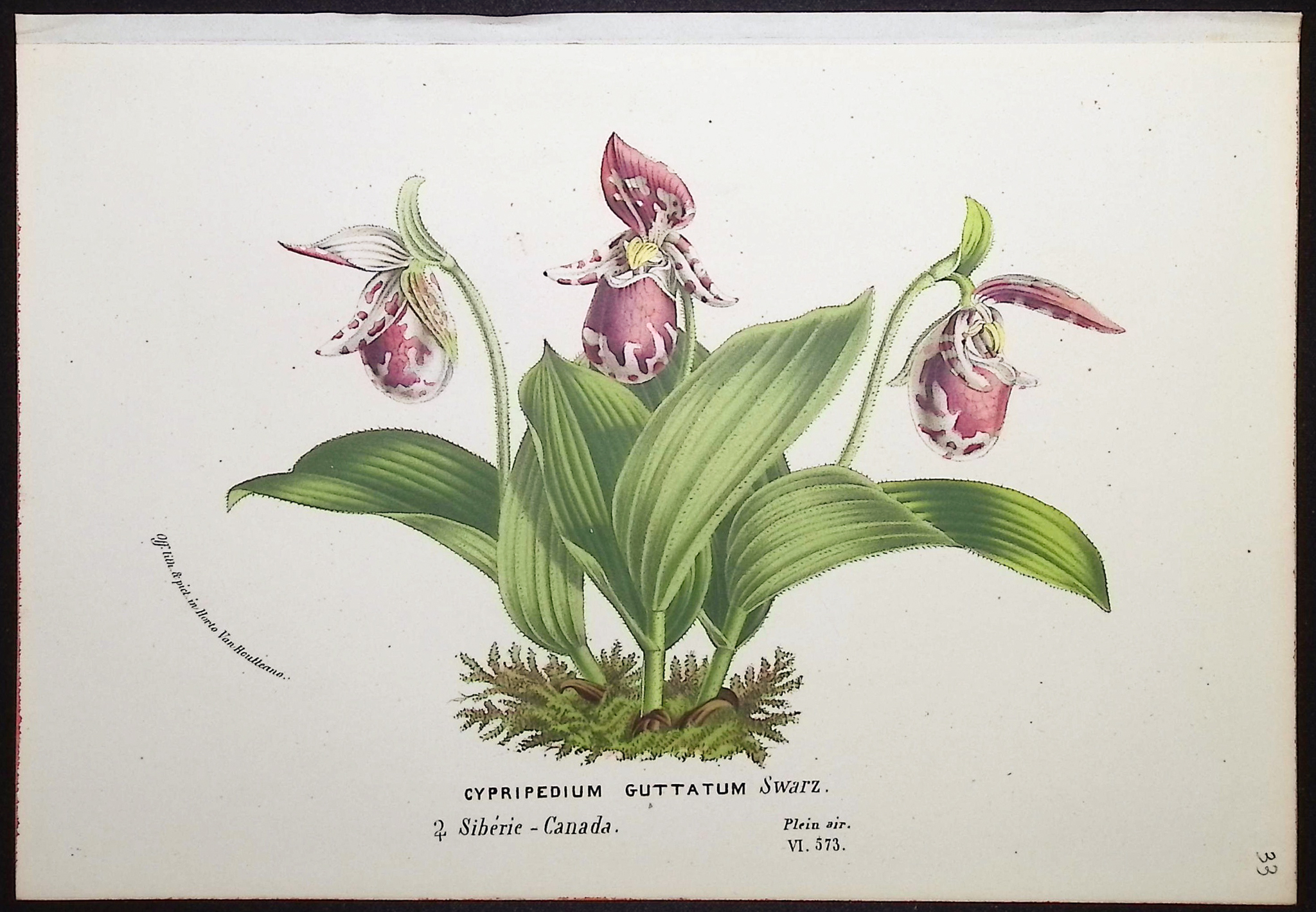 Van Houtte - 4 Lady's Slipper Orchid Prints