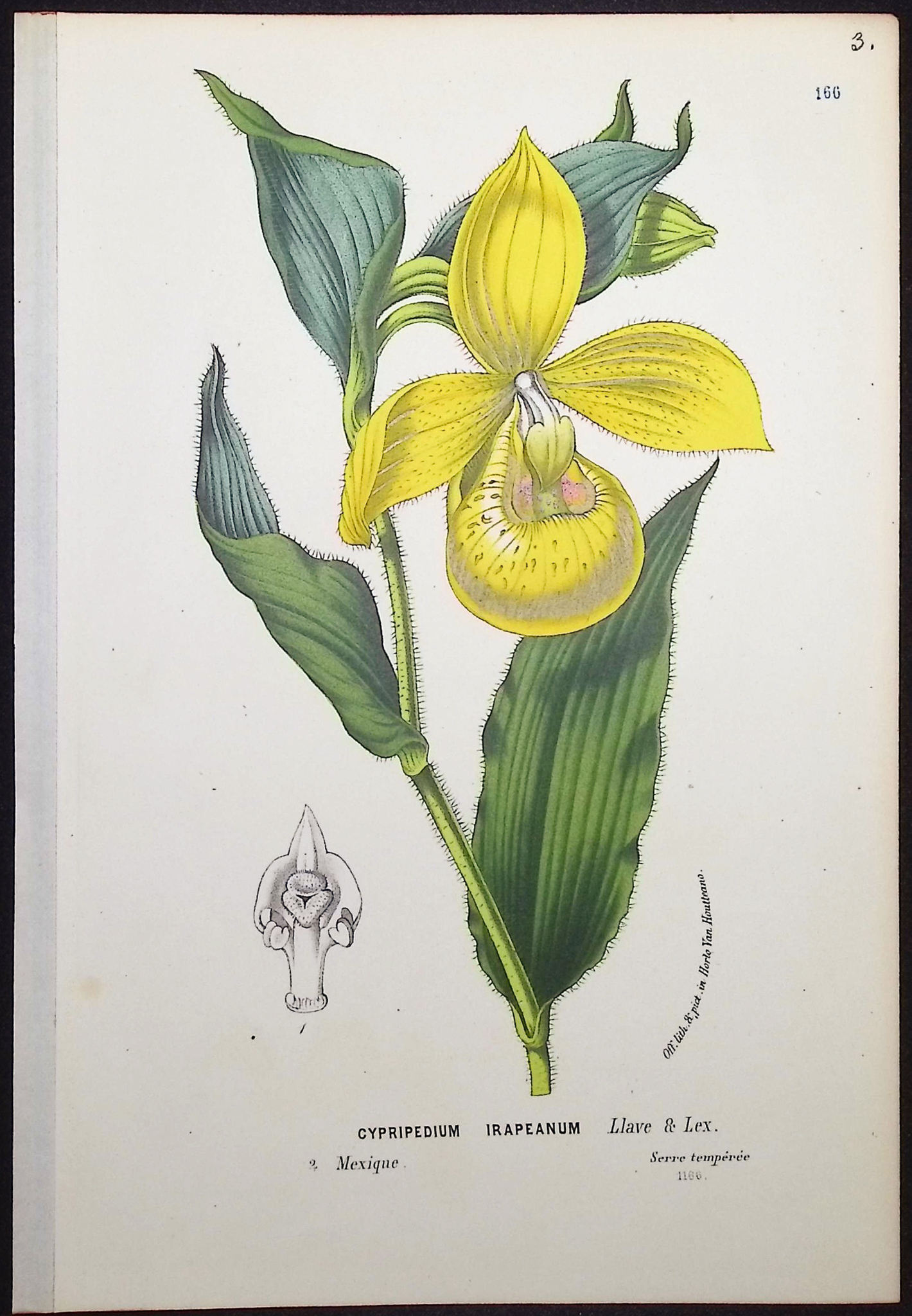 Van Houtte - 4 Lady's Slipper Orchid Prints